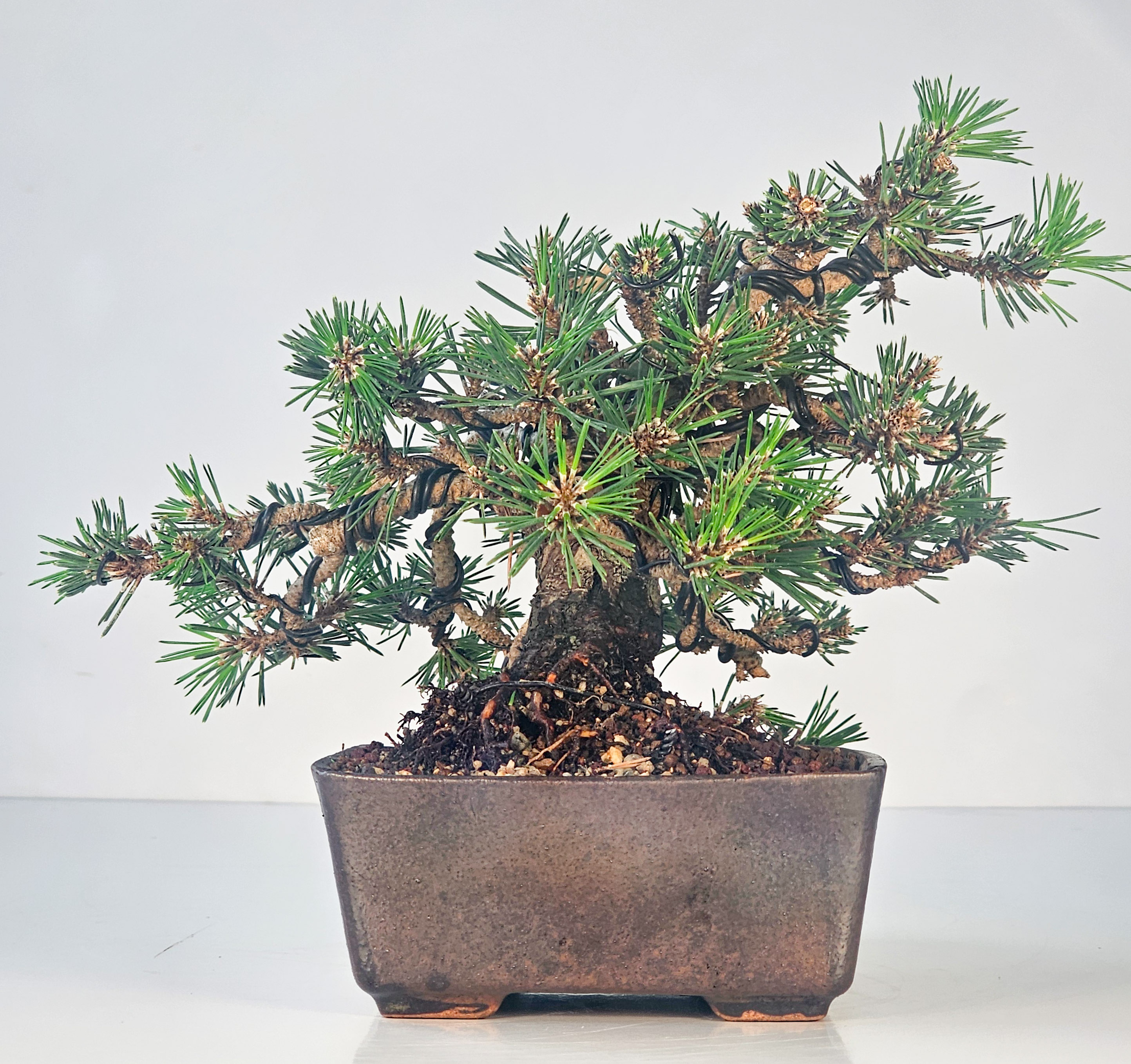 Bonsai Schwarzkiefer - Pinus thunbergii senjumaru 18cm
