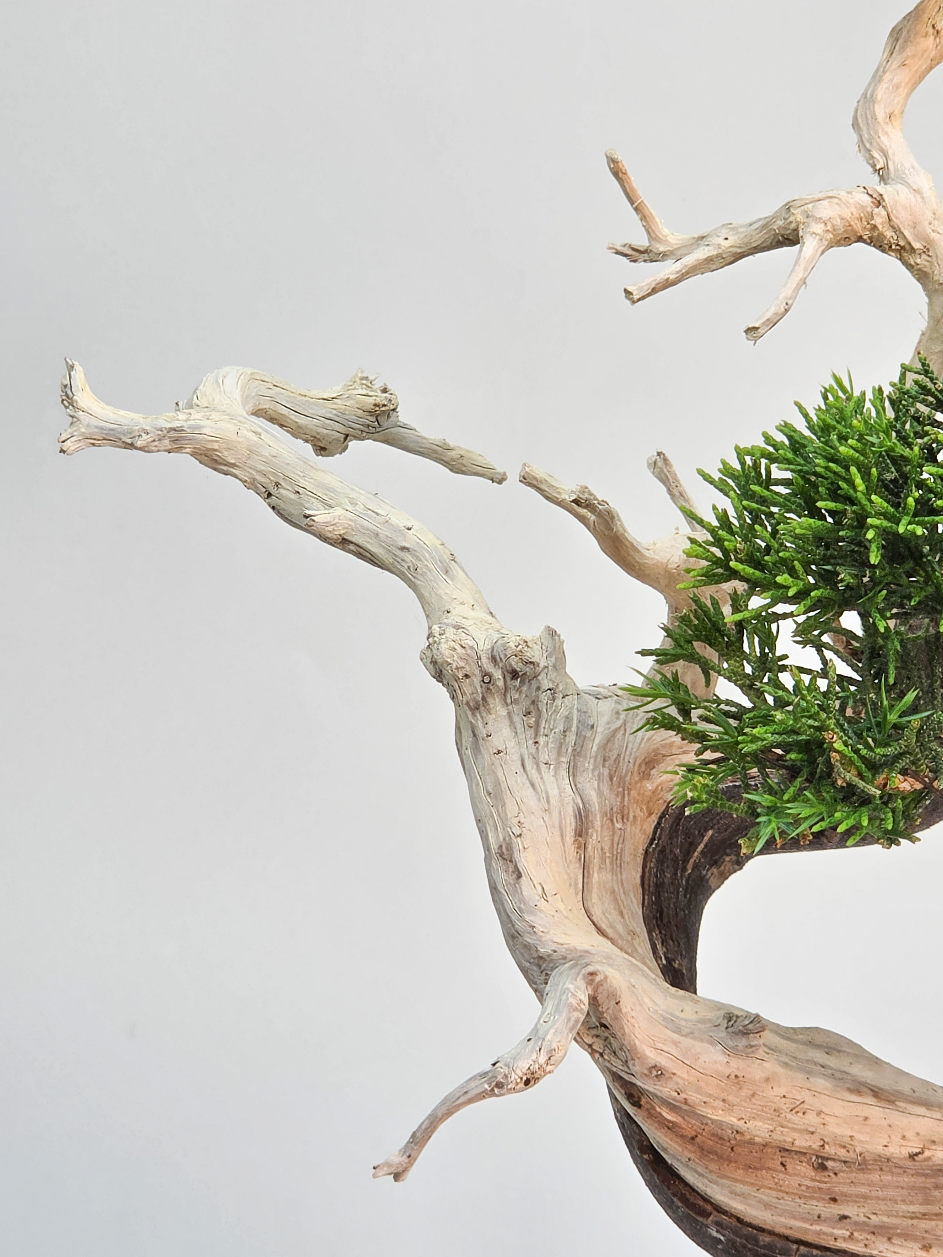 Bonsai Wacholder - Juniperus chinensis Shohin 19cm