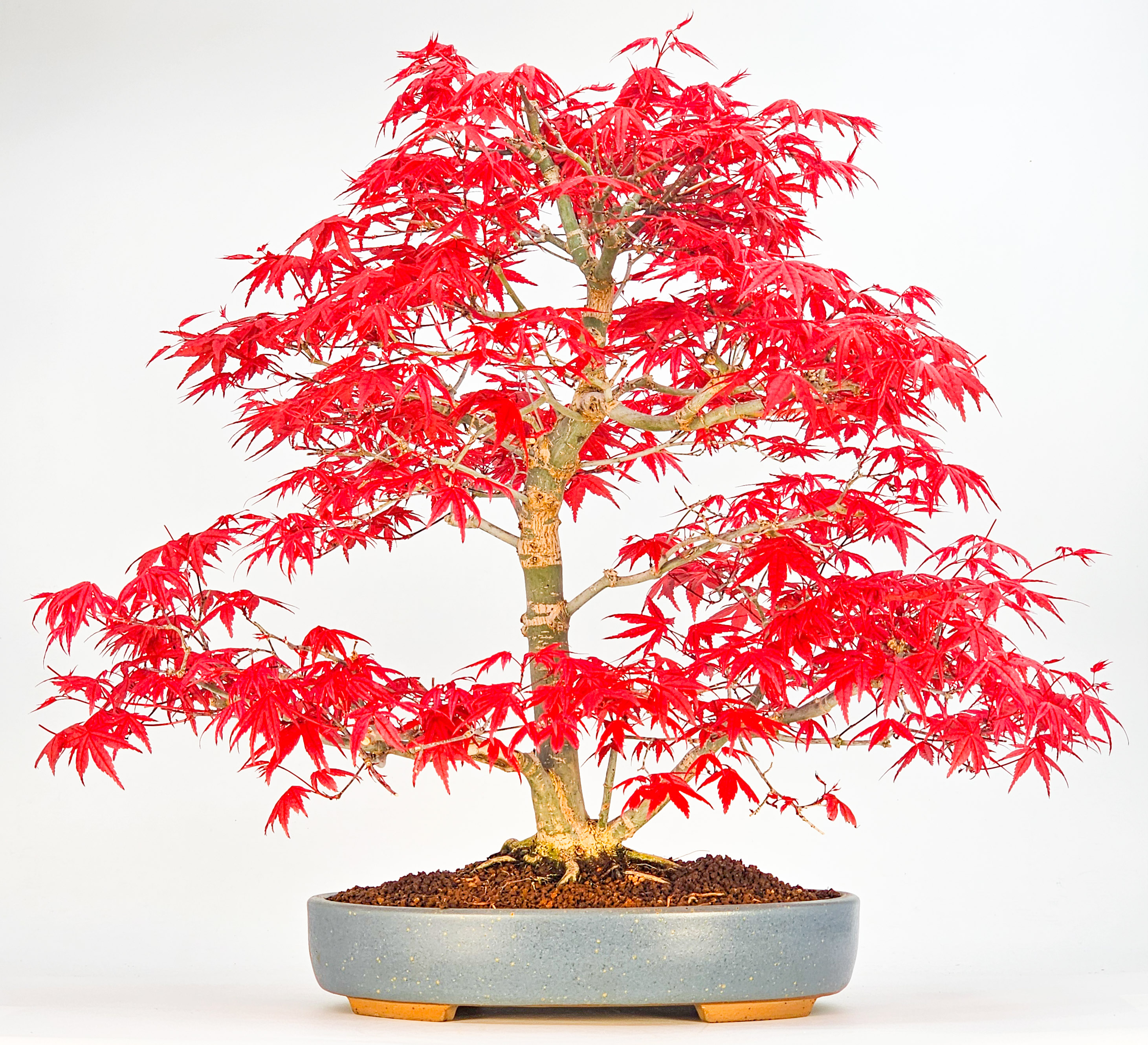 Bonsai Fächerahorn Acer palmatum Deshojo 40cm