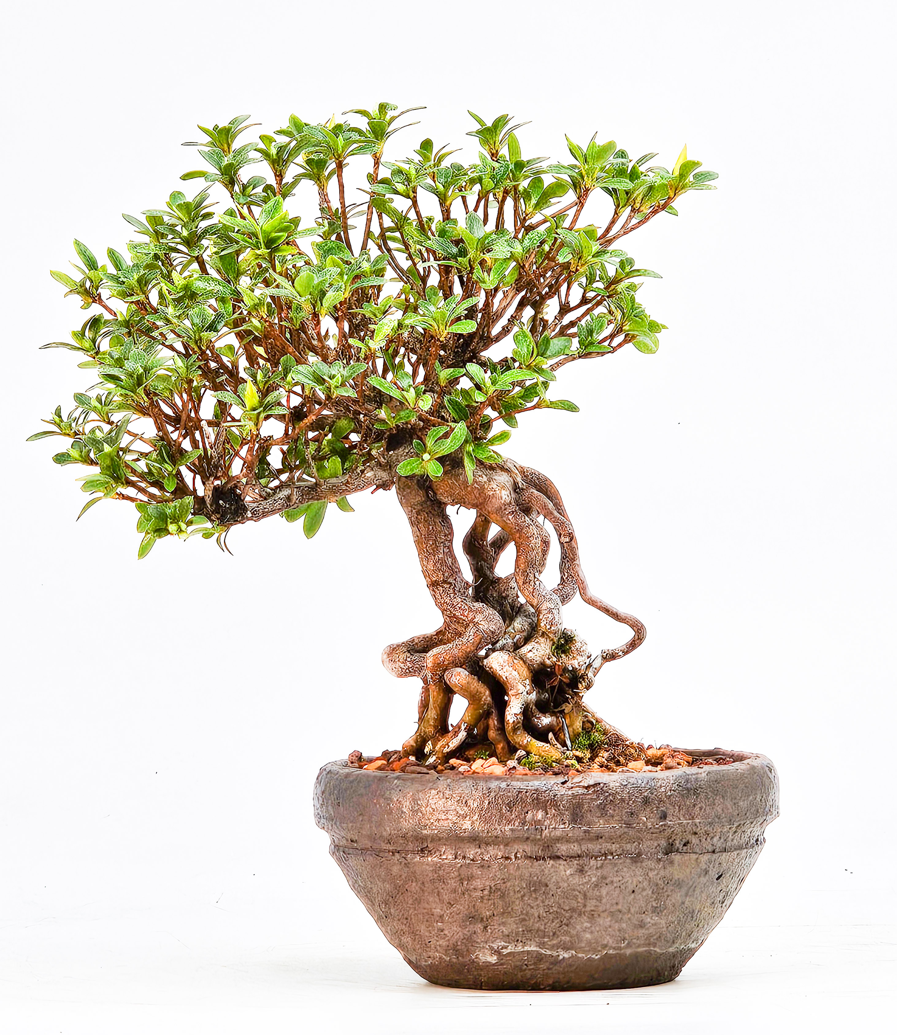 Bonsai Azalee Rhododendron indicum - Akemi-no-tsuki - Shohin 15,5cm