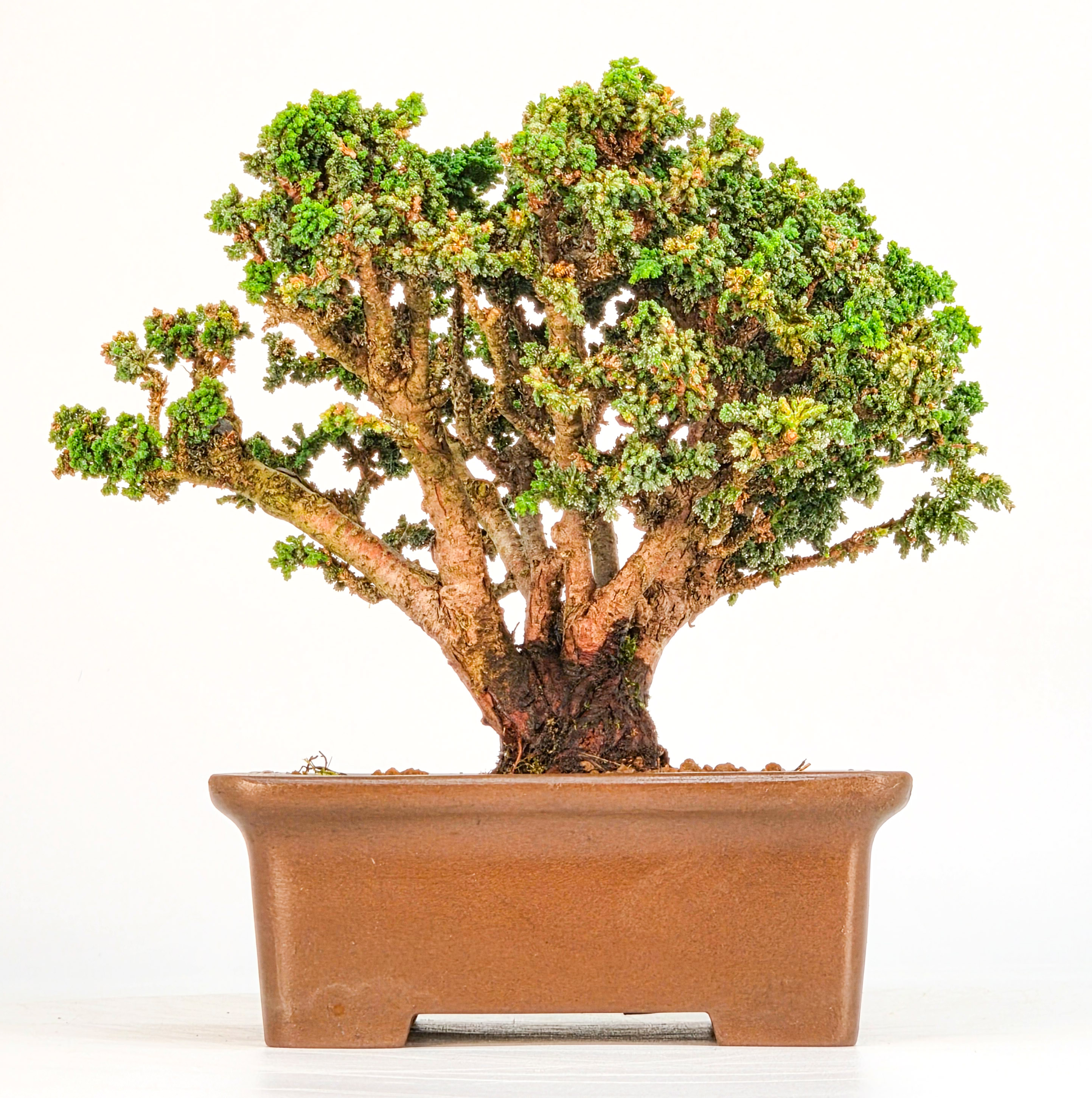 Bonsai Chamaecyparis obtusa Sekka hinoki Shohin 12,5cm Video!!