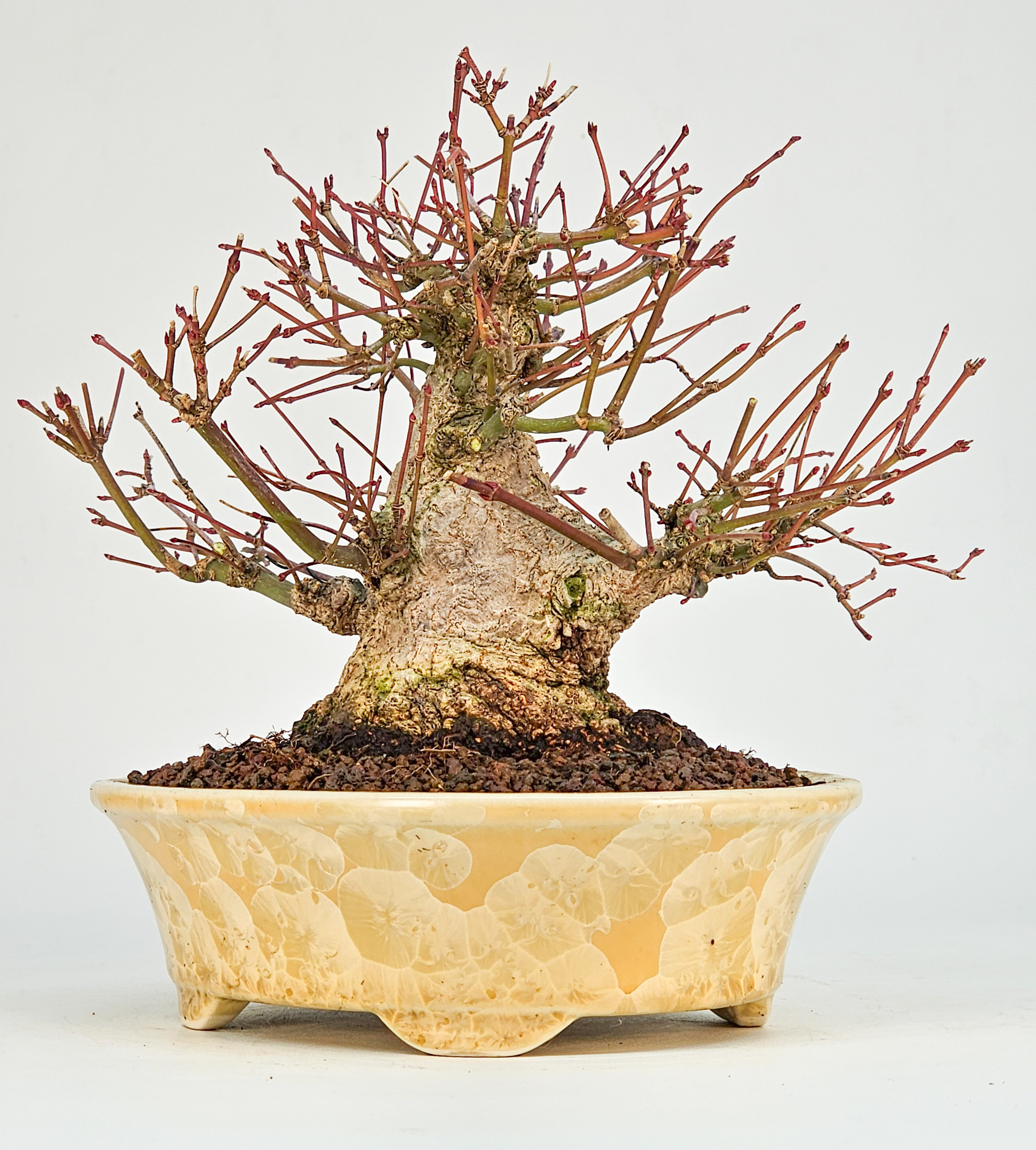 Bonsai Fächerahorn - Acer Palmatum Shohin 15cm 