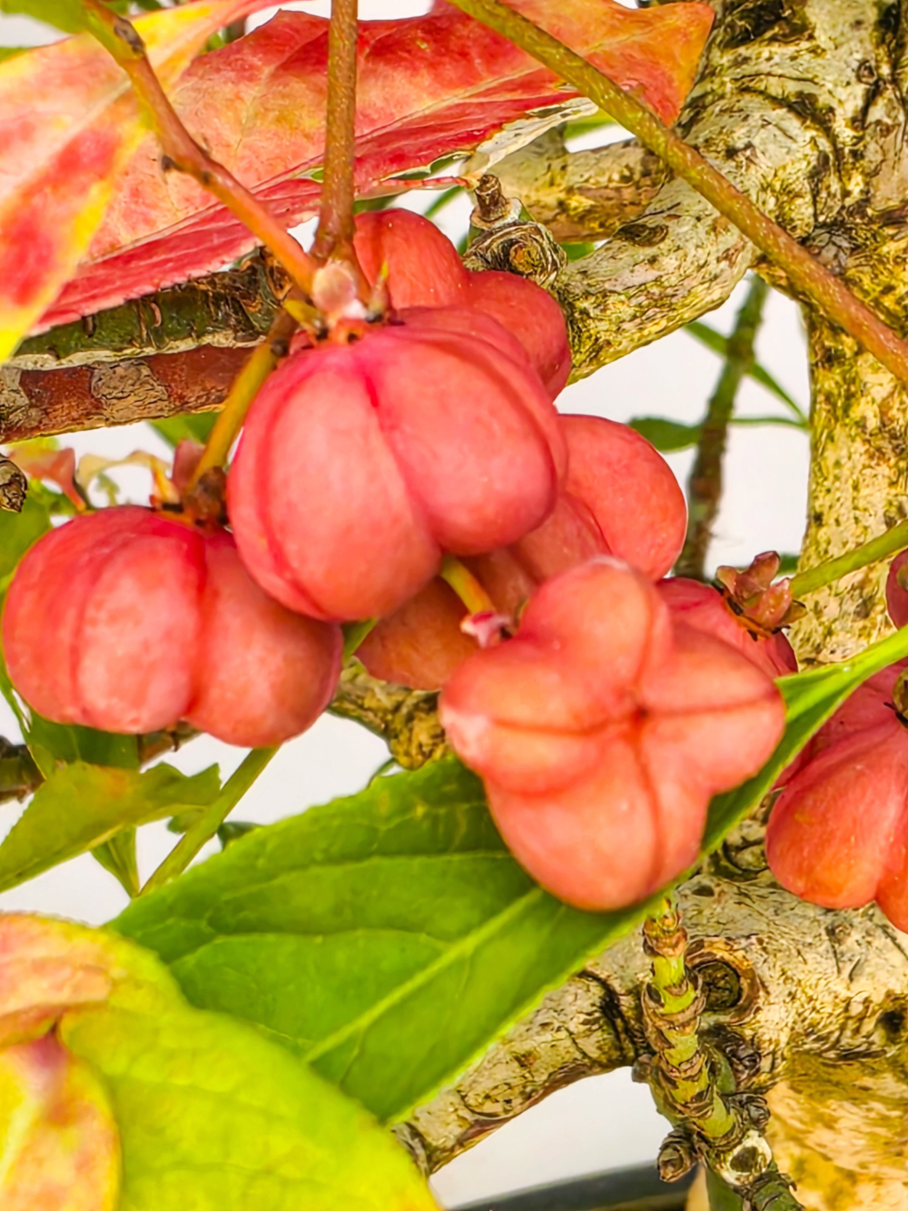 Bonsai Pfaffenhütchen - Euonymus europaeus 25cm