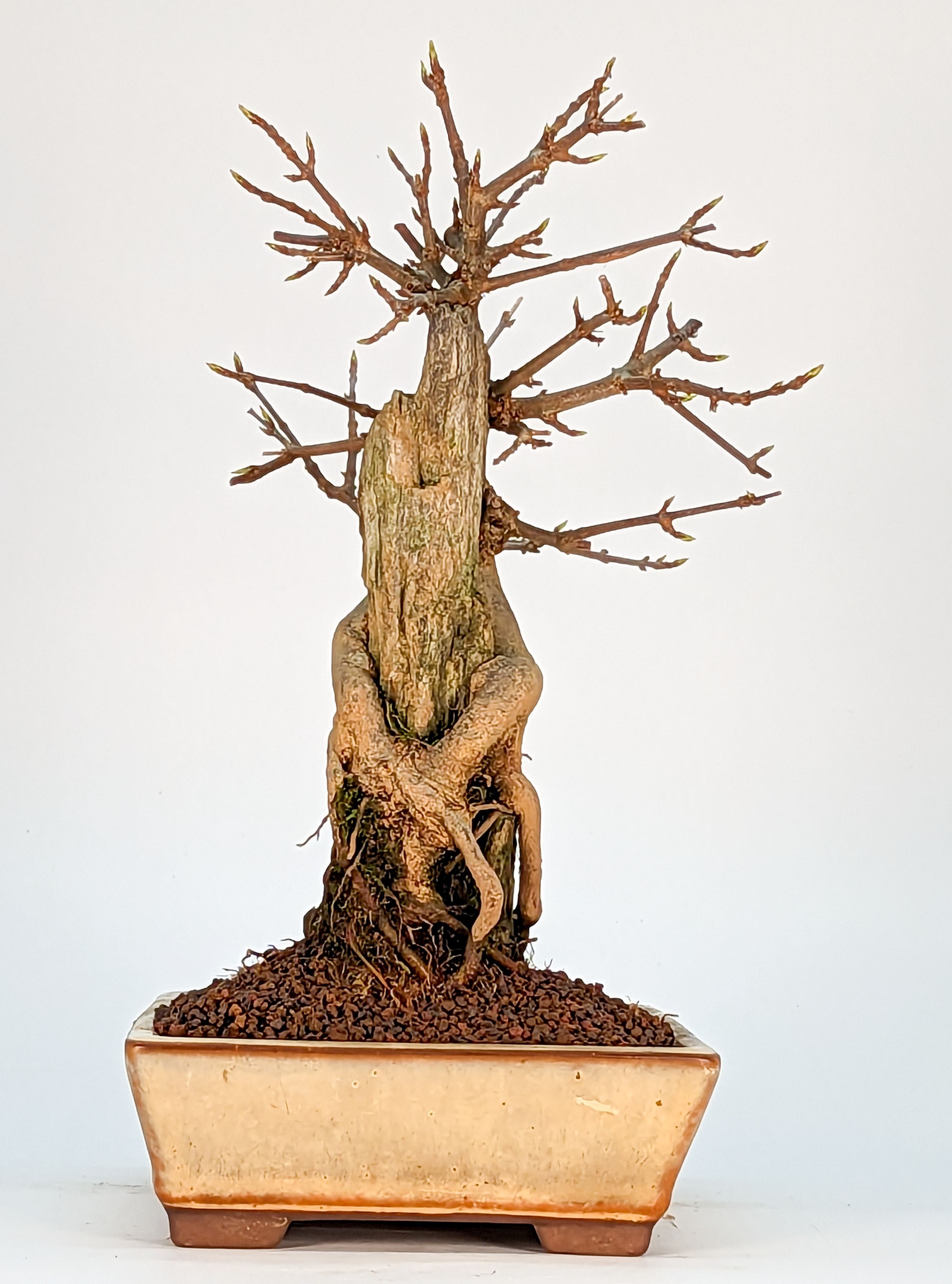 Bonsai Dreispitzahorn über Stein Ishizuki - Acer buergerianum 26cm Bonsai Dreispitzahorn über Stein Ishizuki - Acer buergerianum 26cm