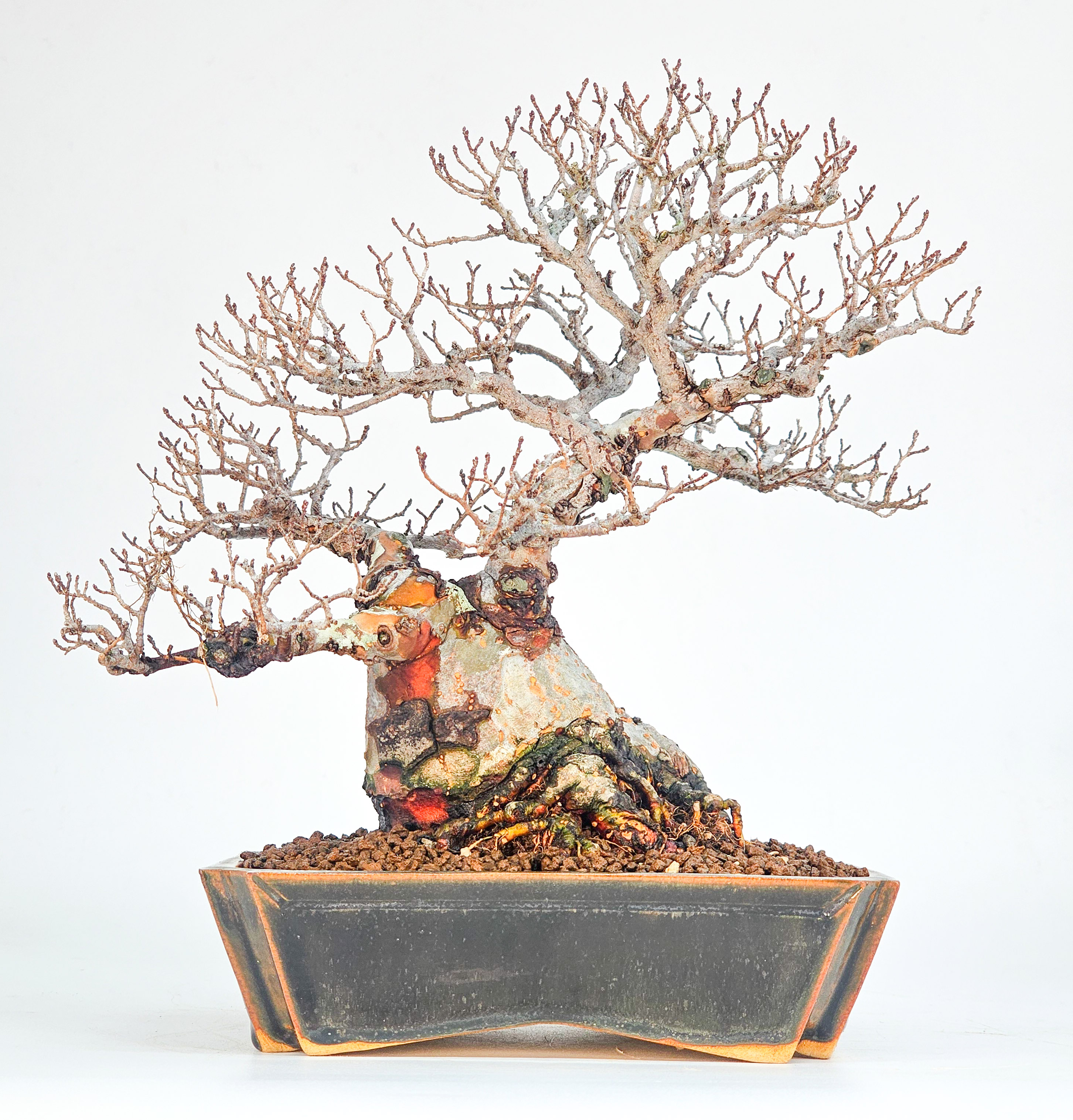 Bonsai Japanische Ulme - Ulmus parvifolia Shohin 20cm