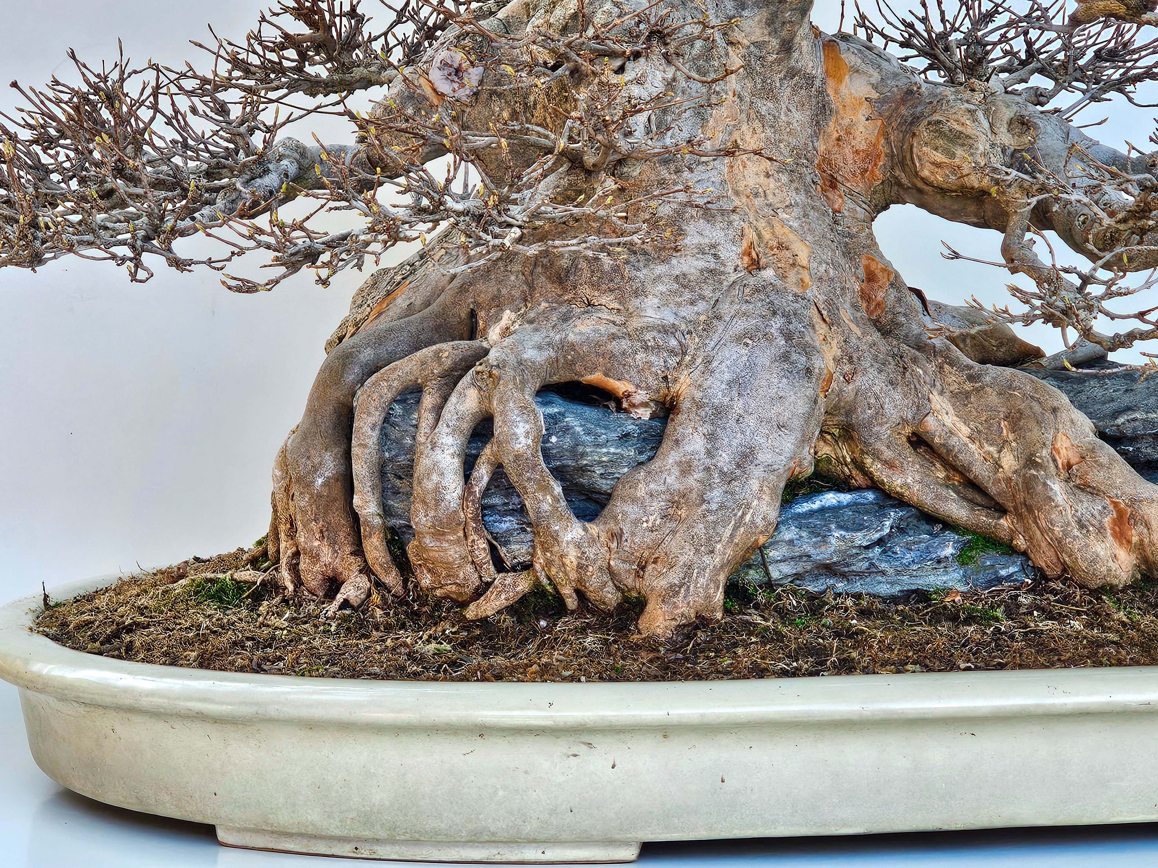 Bonsai Dreispitzahorn - Acer buergerianum Ishizuki 58cm - Video!! Bonsai Dreispitzahorn - Acer buergerianum Ishizuki 58cm - Video!!