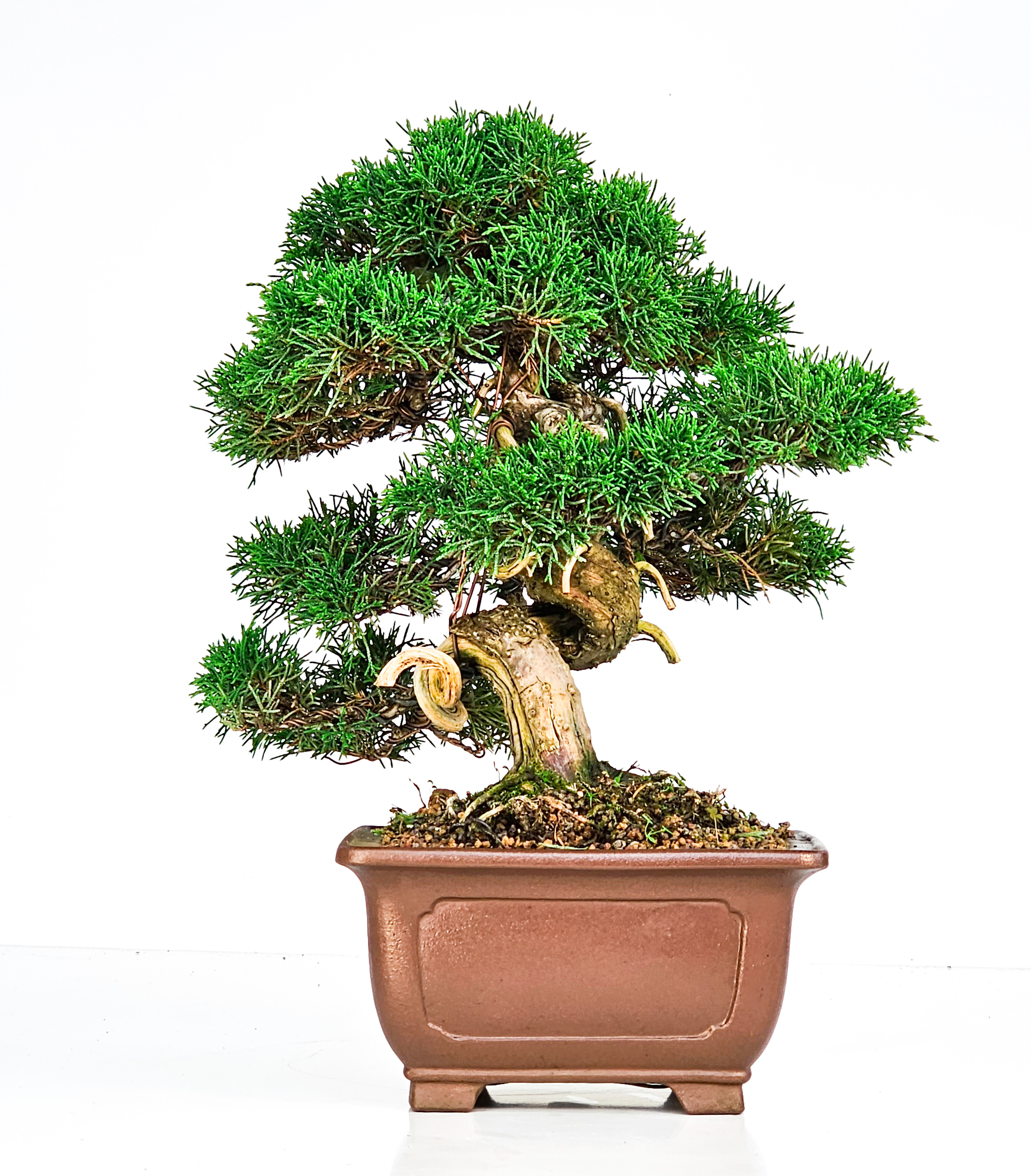 Bonsai Wacholder Juniperus Itoigawa 29cm 