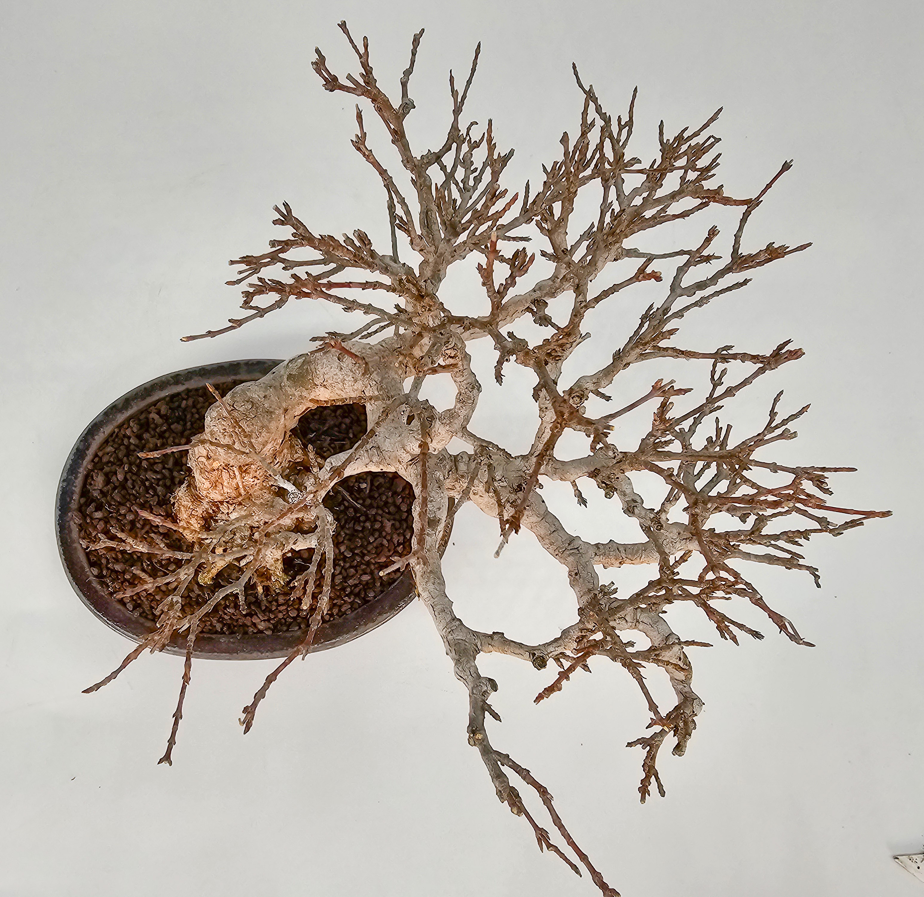 Bonsai Dreispitzahorn - Acer buergerianum Shohin 16cm