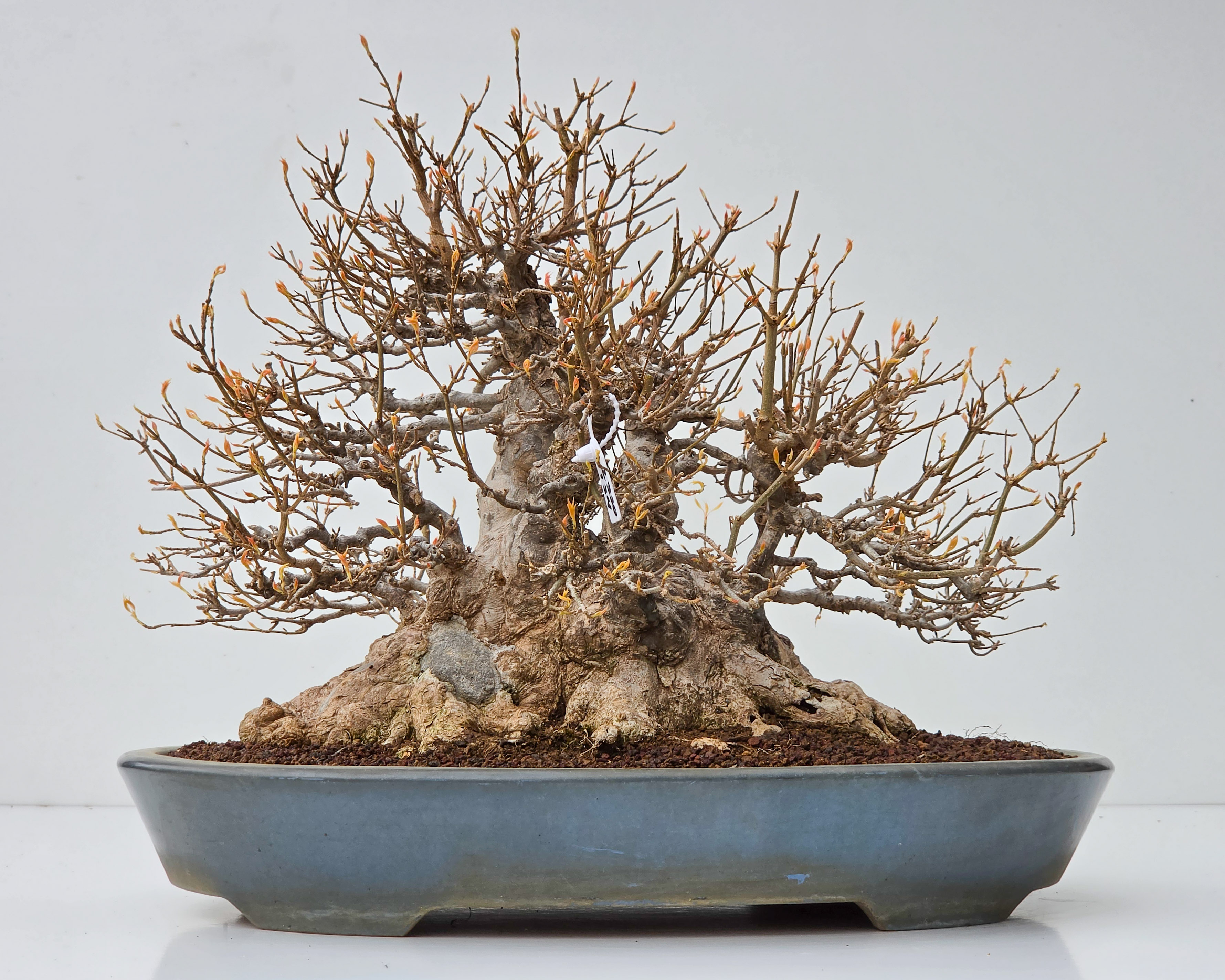 Bonsai Dreispitzahorn  - Acer buergerianum Ishizuki 37cm