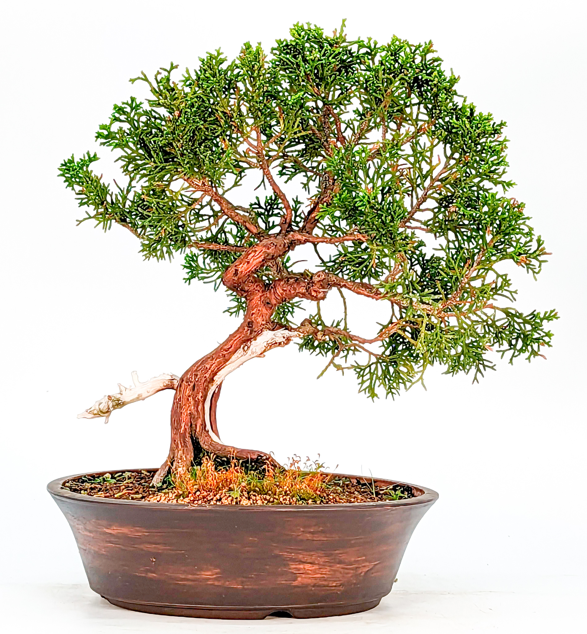 Bonsai Wacholder Juniperus chinensis 28cm 