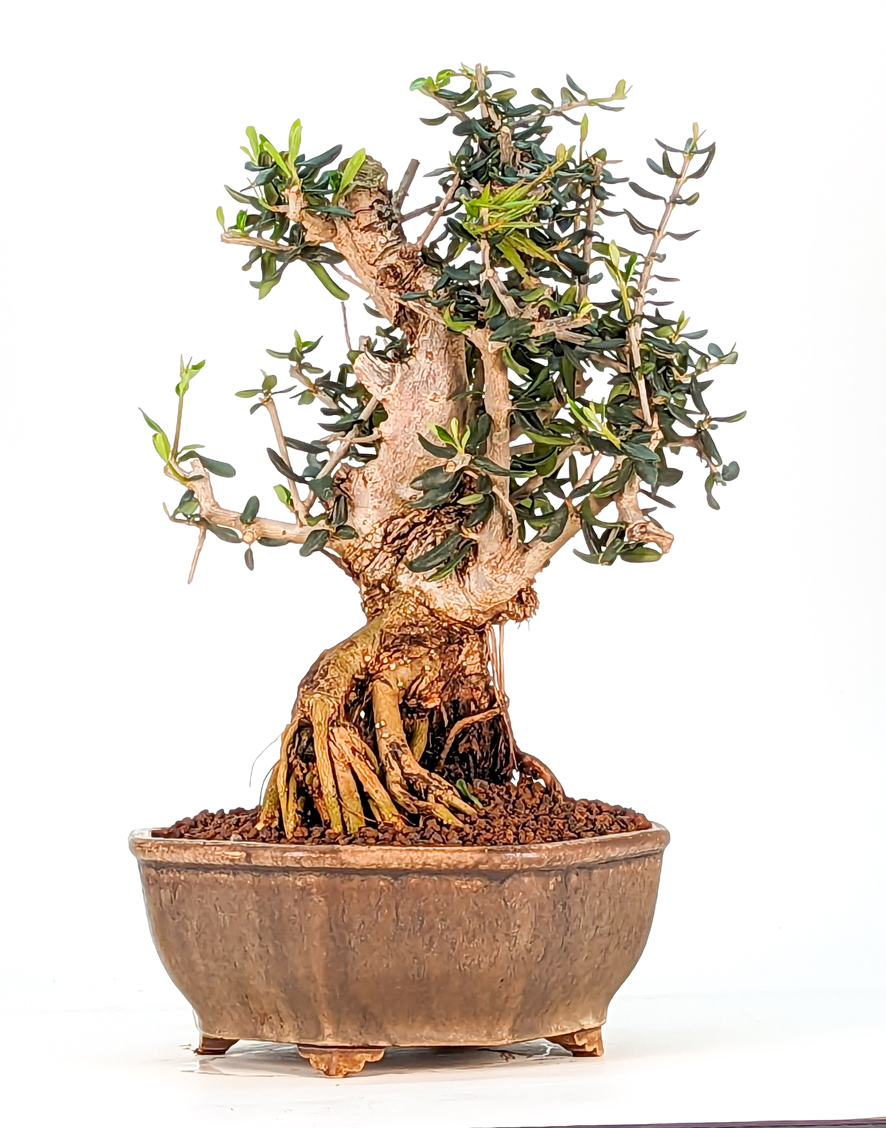 Bonsai Wild-Olive Olea europea sylvestris Shohin 21cm 