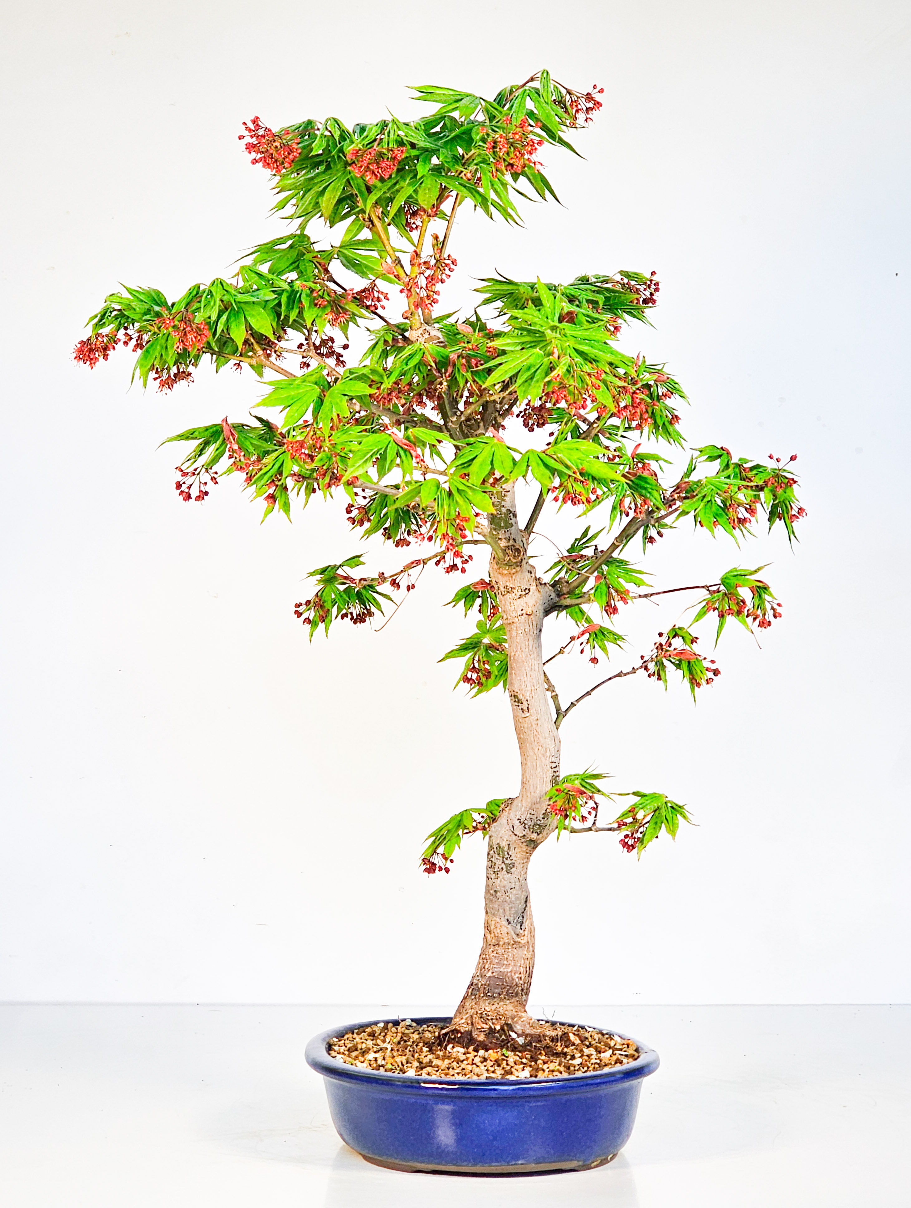 Bonsai Fächerahorn - Acer palmatum Osakazuki 48cm 