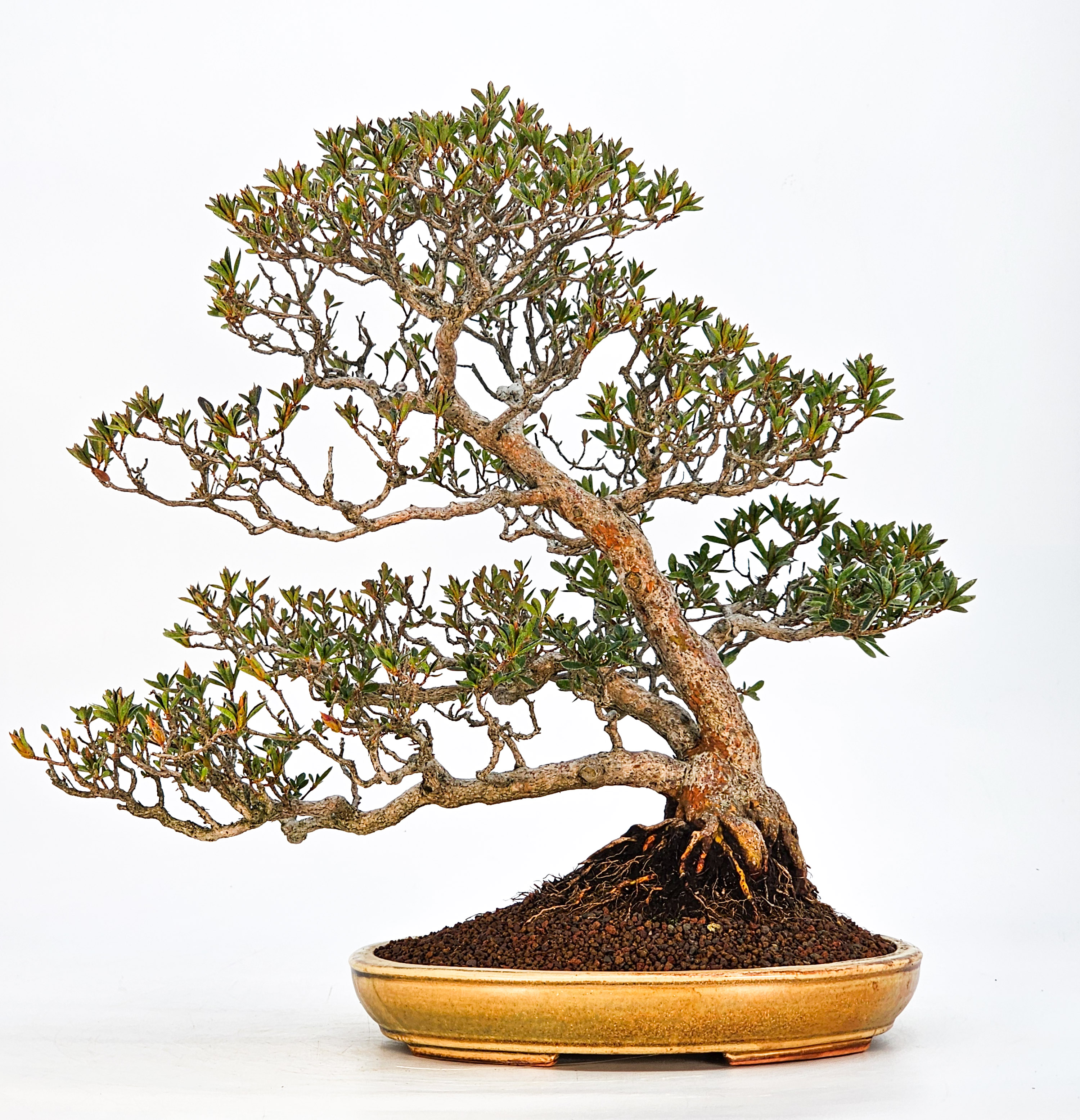 Bonsai Azalee Rhododendron indicum - Hoshi no Kira- 37cm 