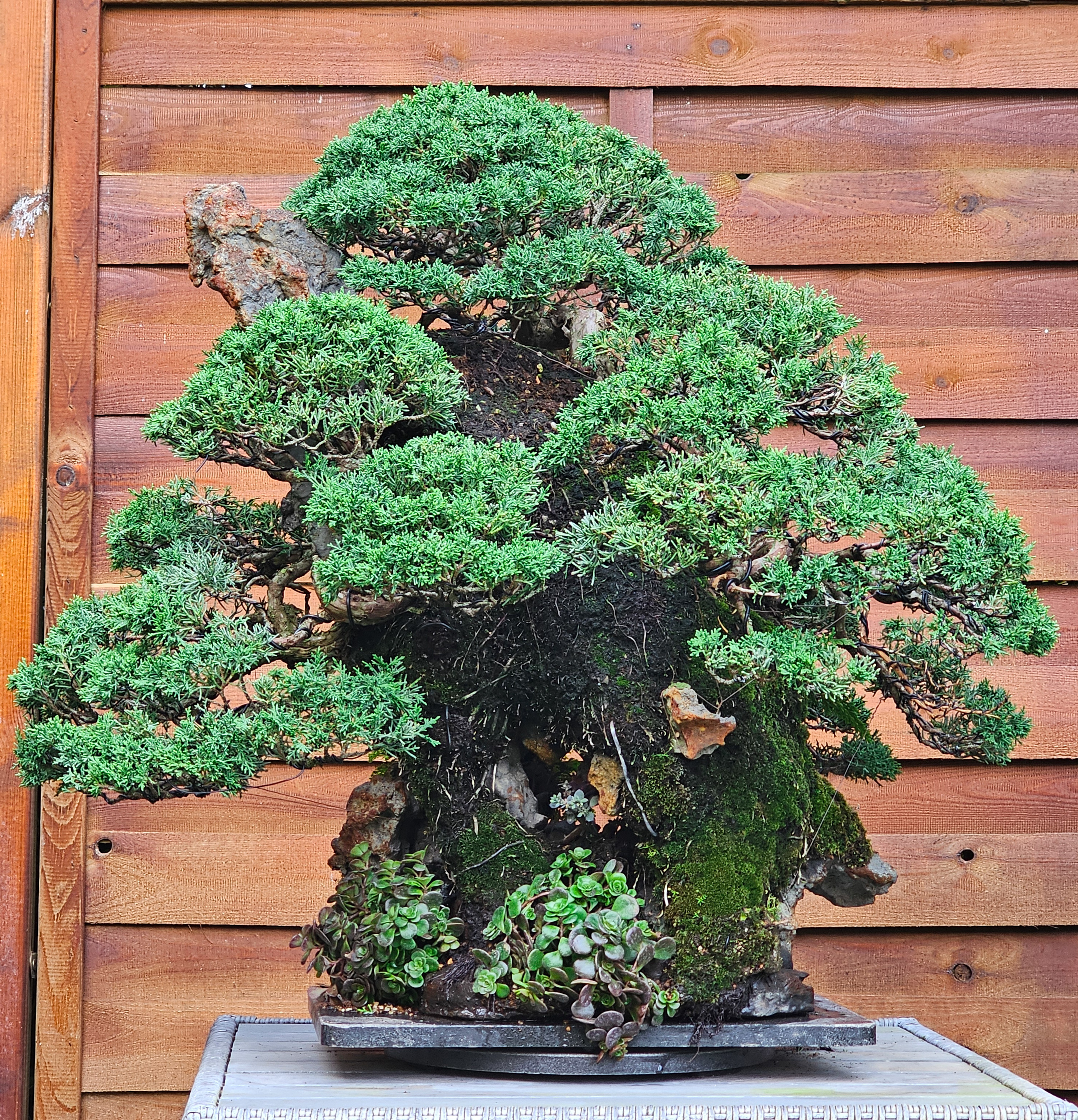 Bonsai Wacholder Juniperus chinensis Ishitsuki 72cm Video!! Bonsai Wacholder Juniperus chinensis Ishitsuki 72cm Video!!