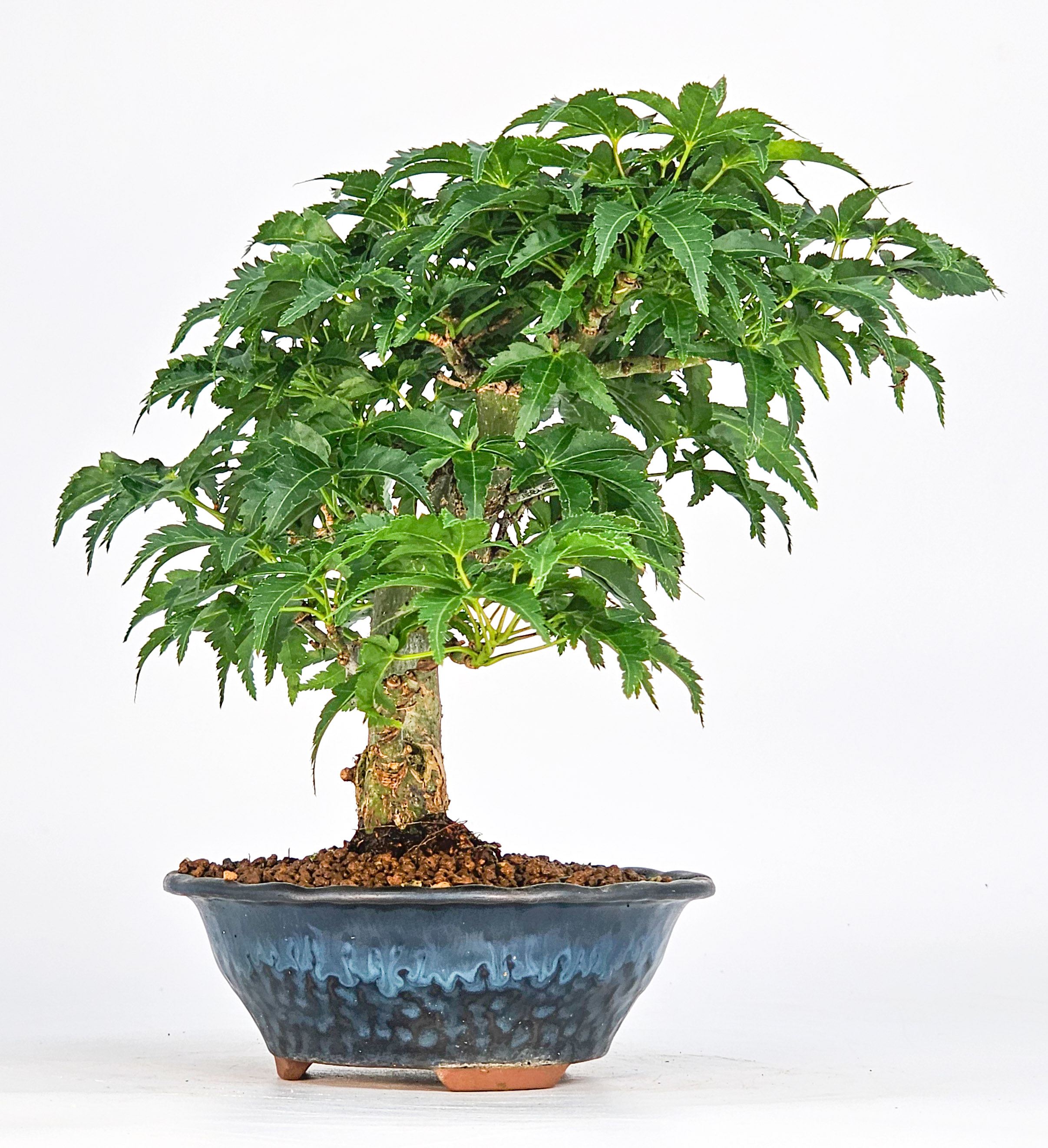 Bonsai Löwenkopfahorn- Acer palmatum Shishigashira Shohin 13cm