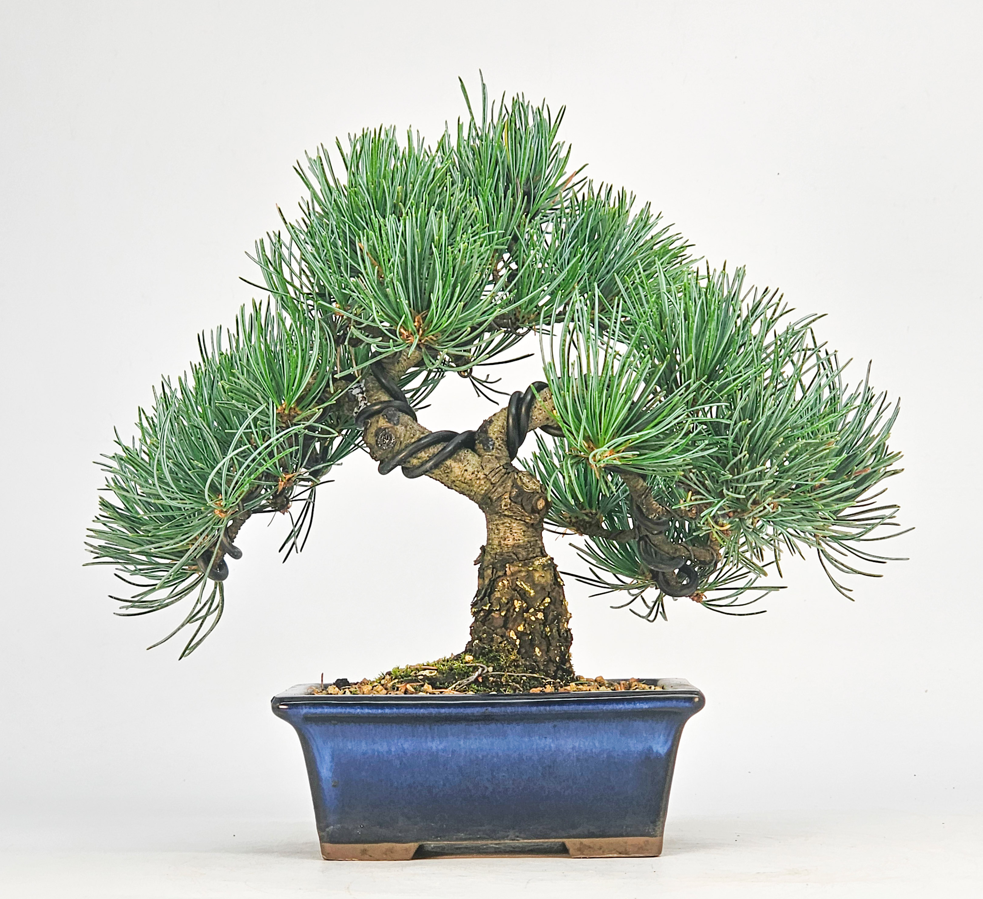 Bonsai Pinus parviflora - Mädchenkiefer Shohin 20cm 