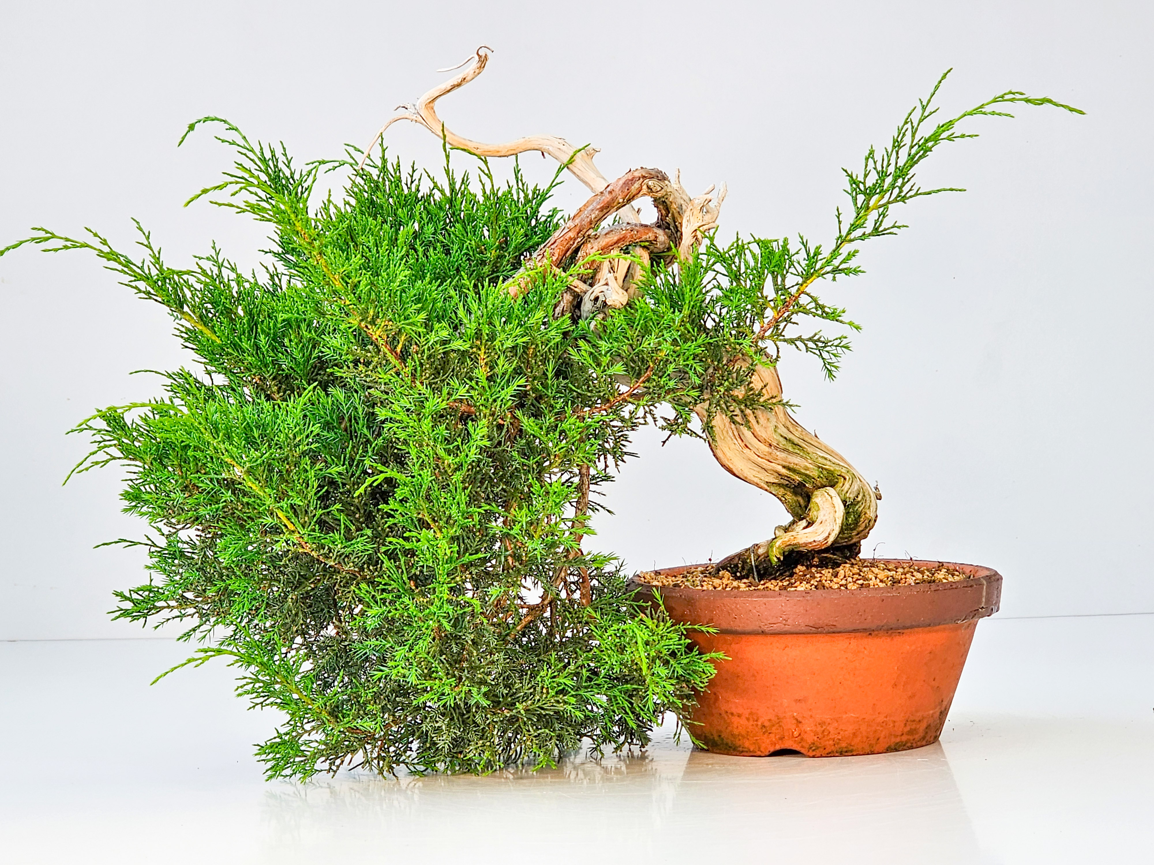 Bonsai Wacholder Juniperus chinensis shimpaku Shohin 21 cm
