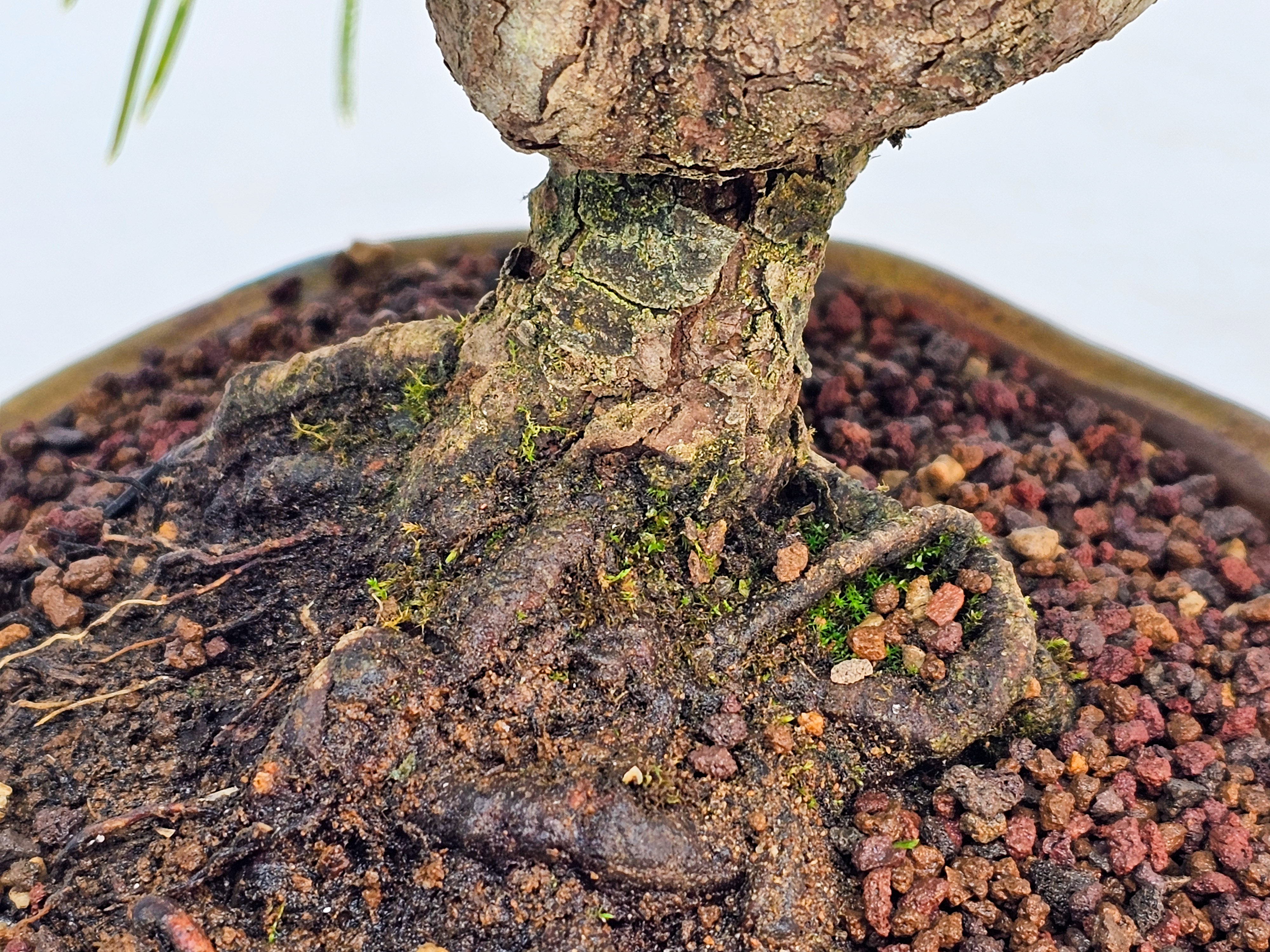 Bonsai Schwarzkiefer - Pinus thunbergii Shohin 21cm
