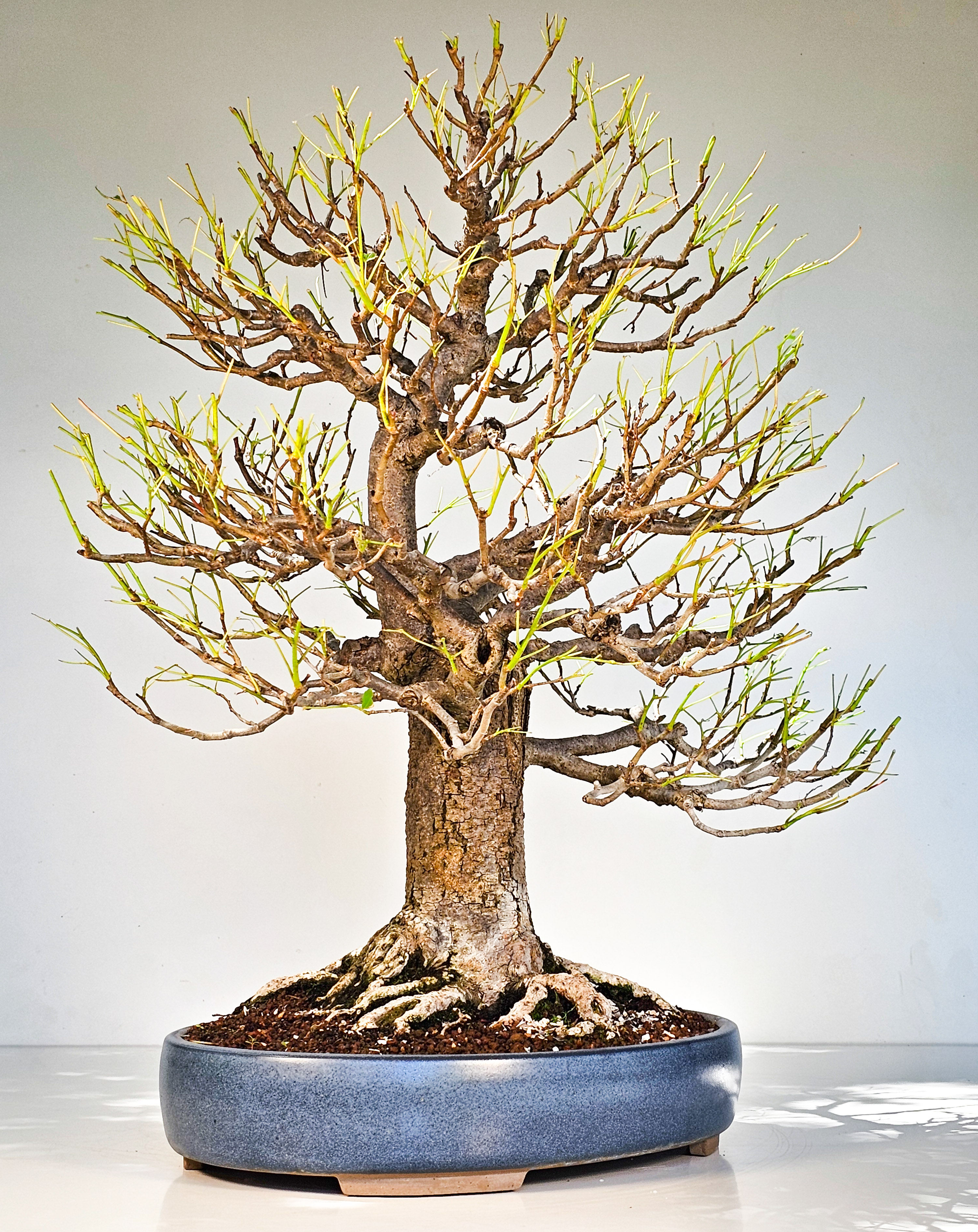 Bonsai Linde - Tilia 58cm Bonsai Linde - Tilia 58cm