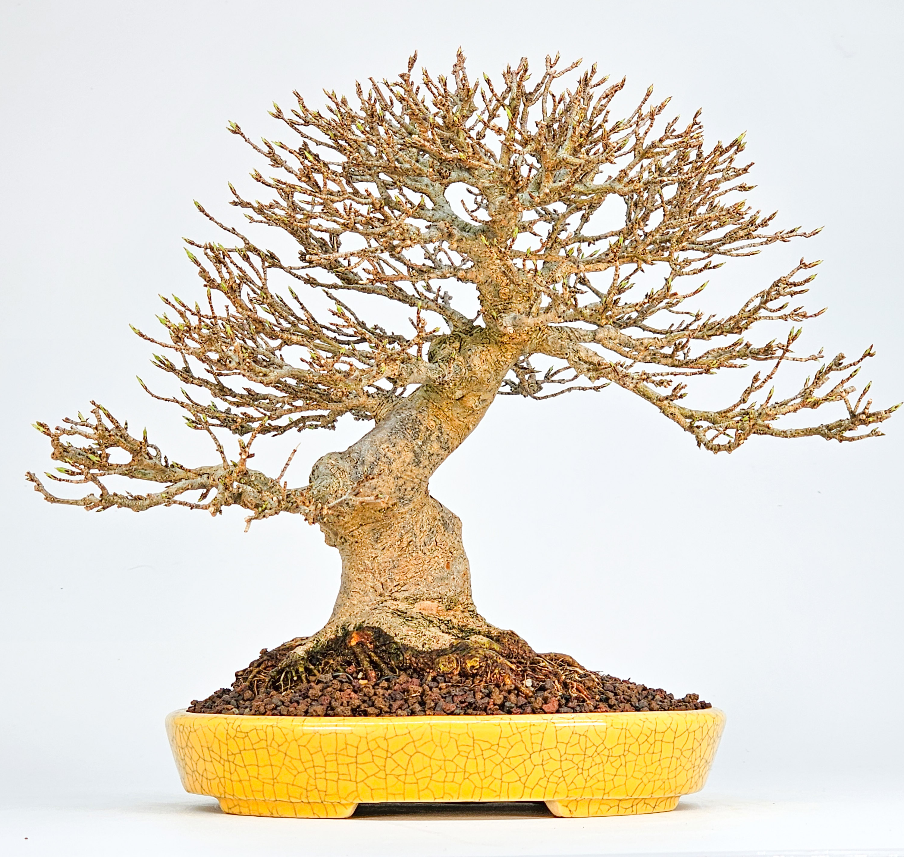 Bonsai Premium Dreispitzahorn - Acer buergerianum Shohin 20cm Video!!