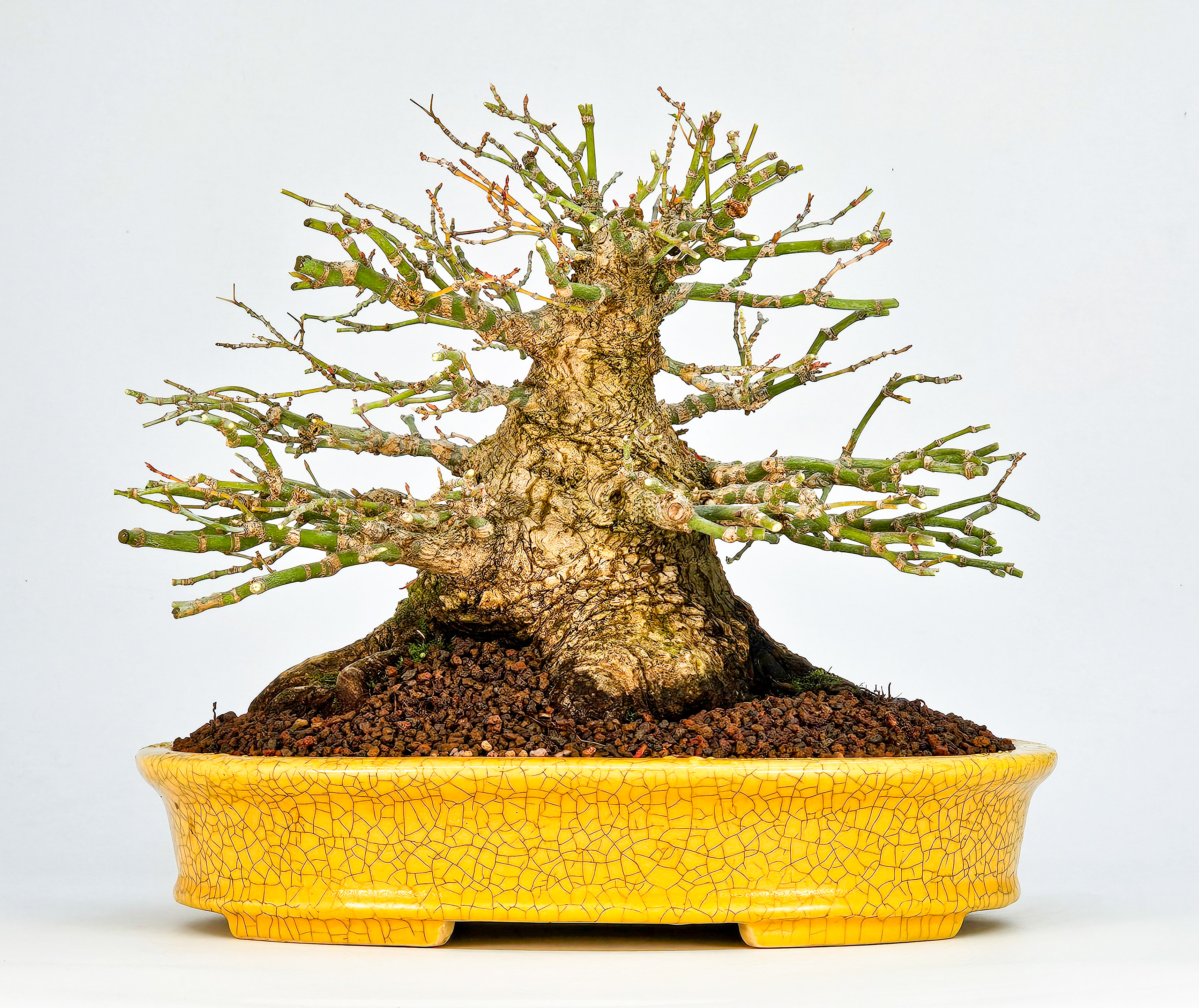 Bonsai Fächerahorn - Acer palmatum Shohin 21cm Video!! Bonsai Fächerahorn - Acer palmatum Shohin 21cm Video!!