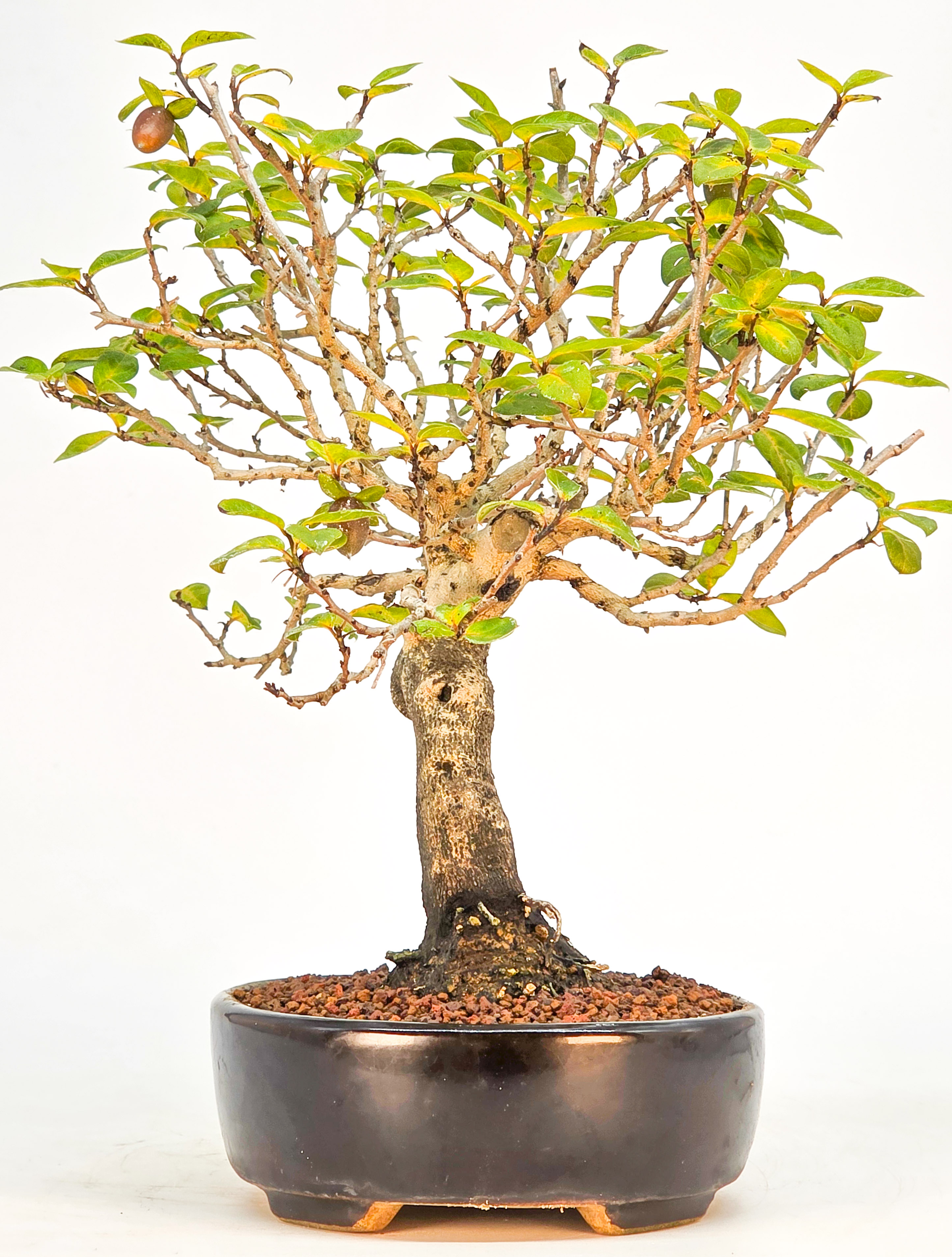 Bonsai Kakipflaume - Diospyros kaki Shohin 21cm 
