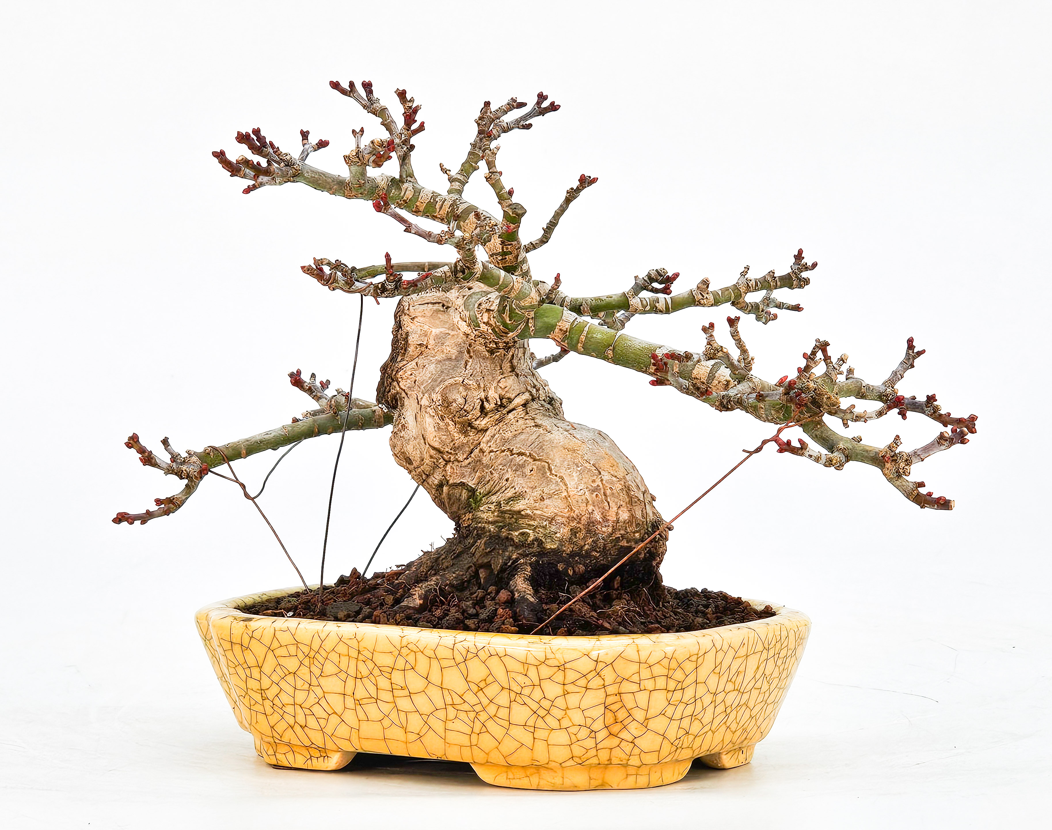 Bonsai Löwenkopfahorn- Acer palmatum Shishigashira Shohin 12cm
