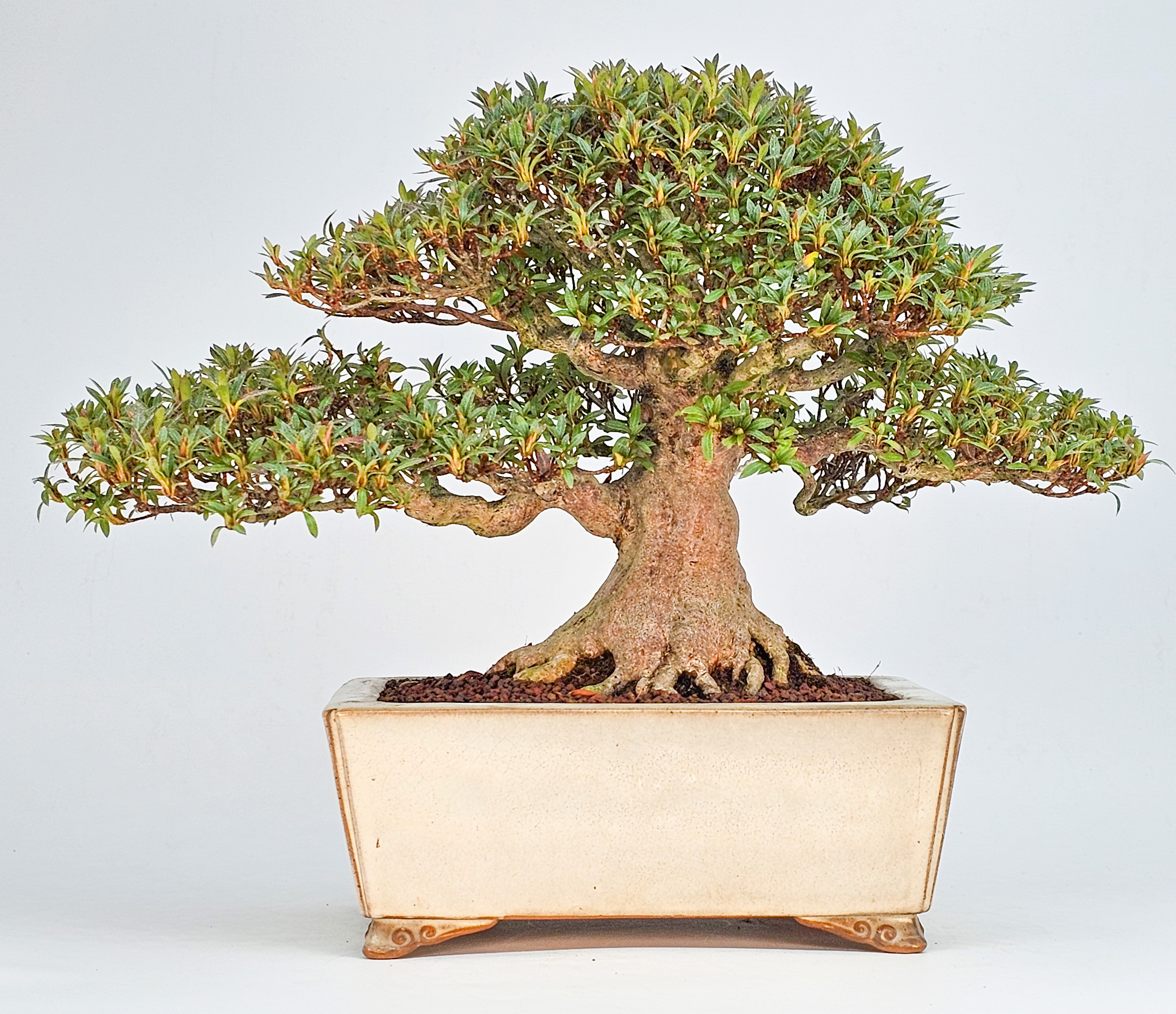 Bonsai Azalee - Rhododendron indicum - Hikorin 24cm