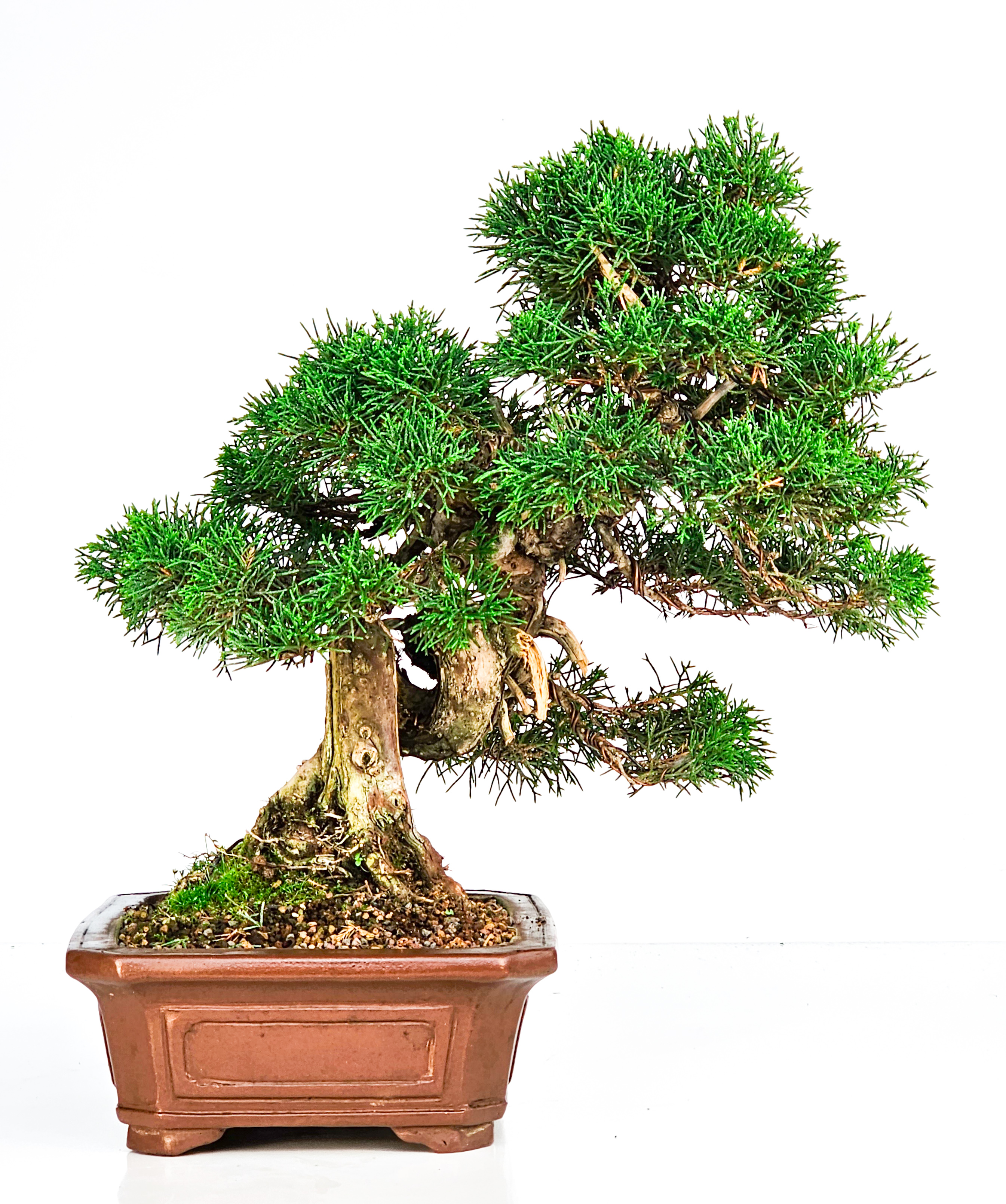 Bonsai Wacholder Juniperus Itoigawa 29cm