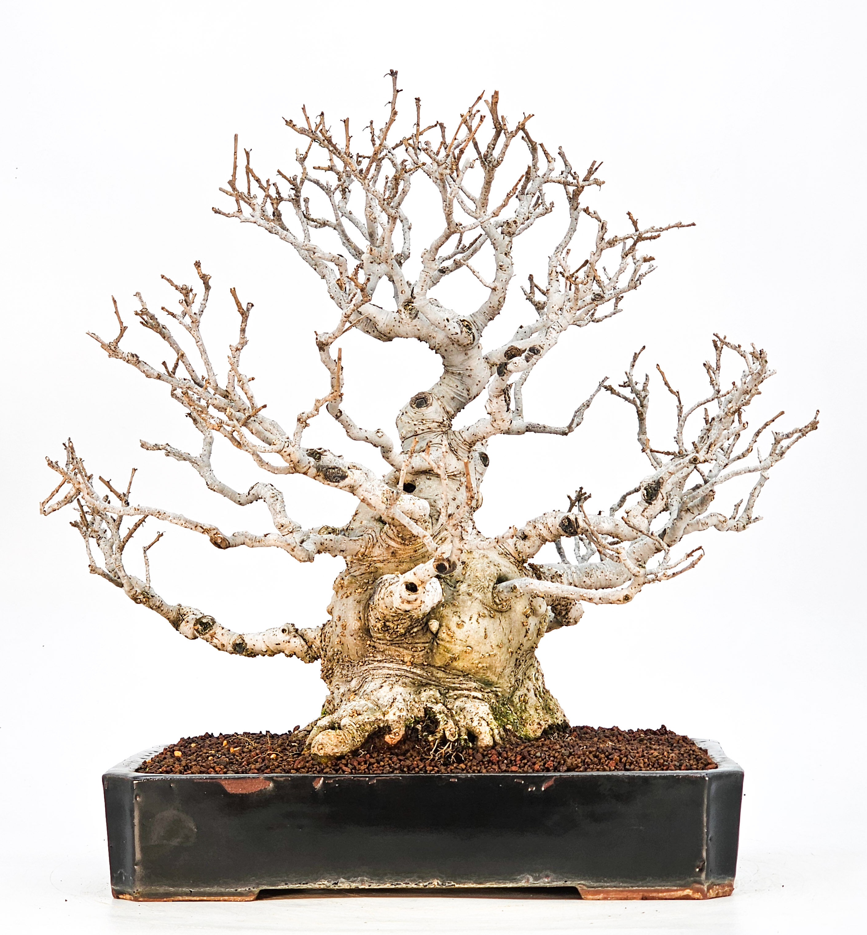 Bonsai Jap. Winterbeere - Ilex serrata 36cm Bonsai Jap. Winterbeere - Ilex serrata 36cm