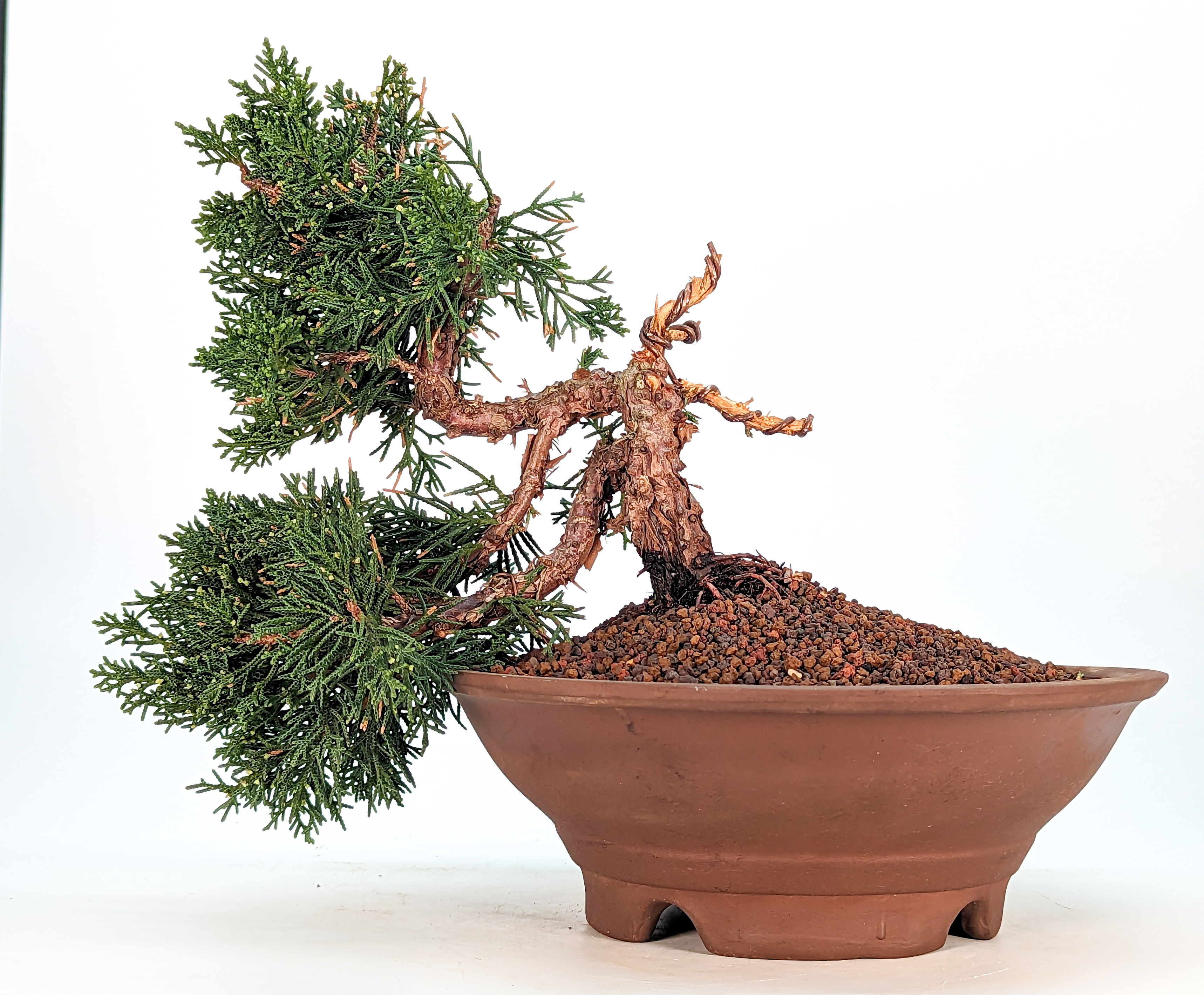 Bonsai Wacholder Juniperus chinensis 12 Jahre Shohin 15cm
