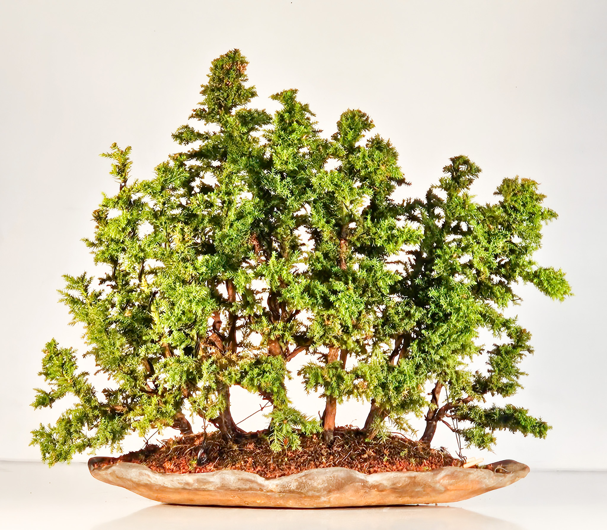 Bonsai Sicheltanne Cryptomeria Japonica Wald 45cm