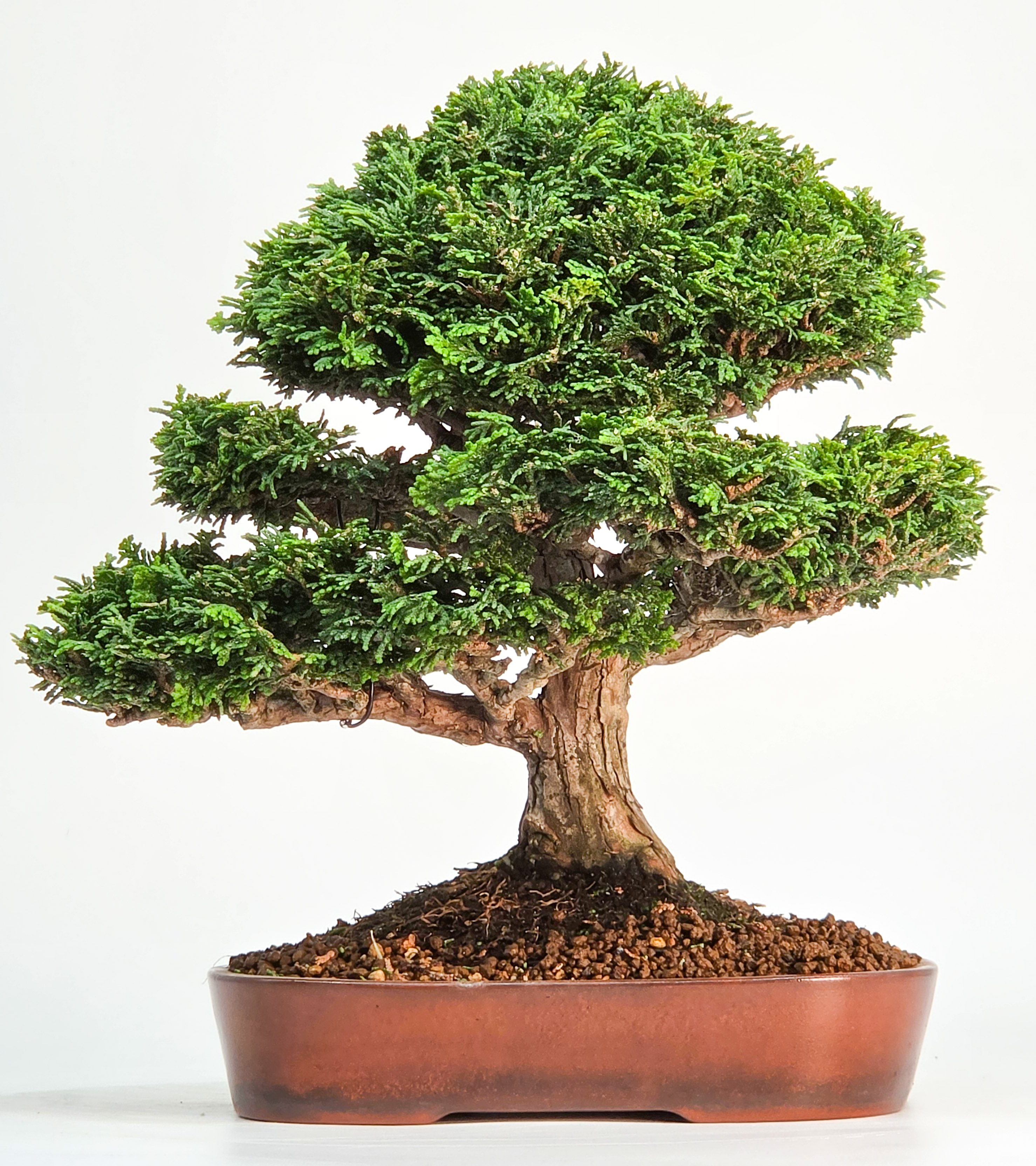 Bonsai Premium Muschelzypresse - Chamaecyparis obtusa 23cm