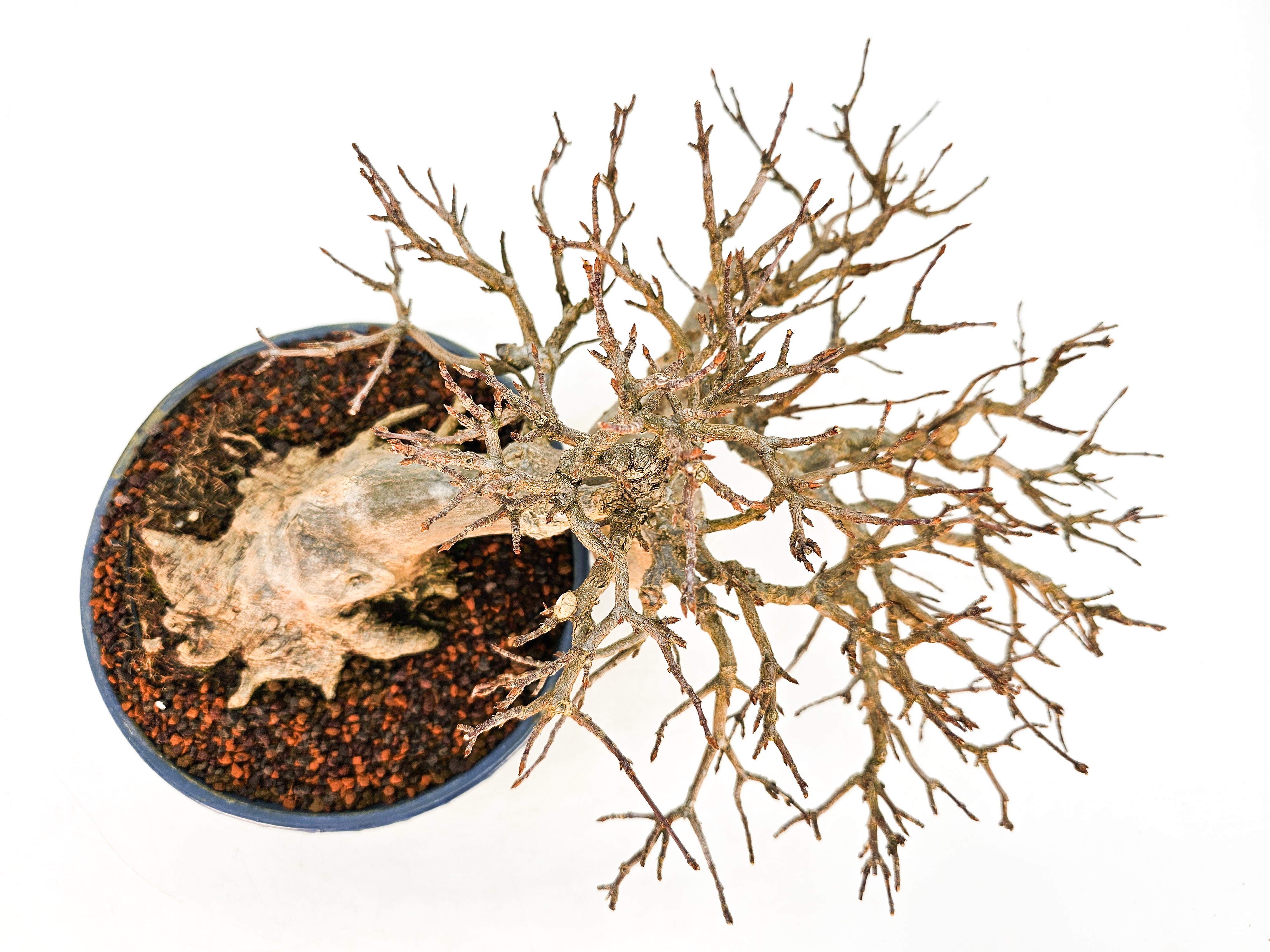 Bonsai Dreispitzahorn - Acer buergerianum 14cm Bonsai Dreispitzahorn - Acer buergerianum 14cm