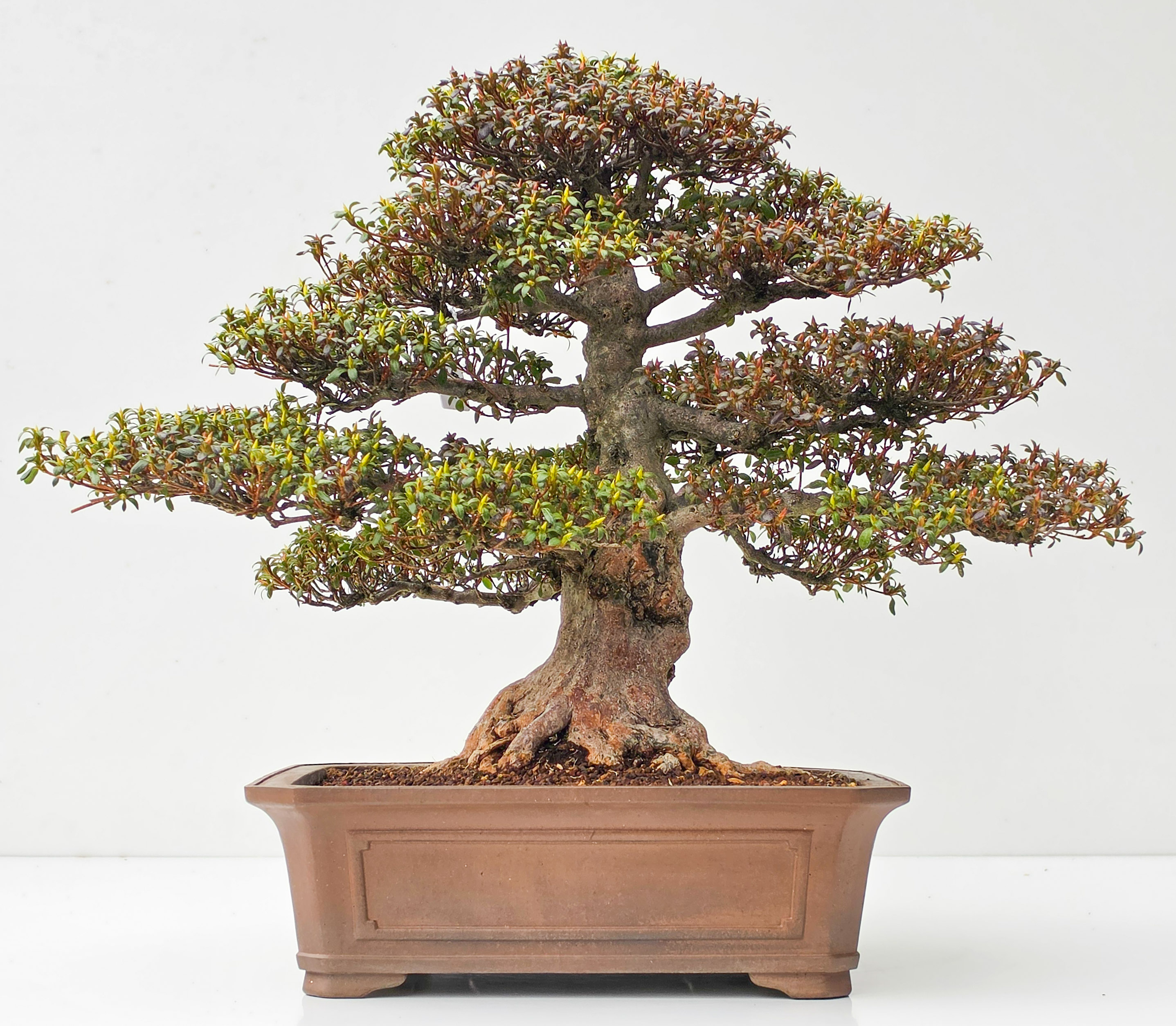 Bonsai Azalee Rhododendron indicum - Irodori 40cm