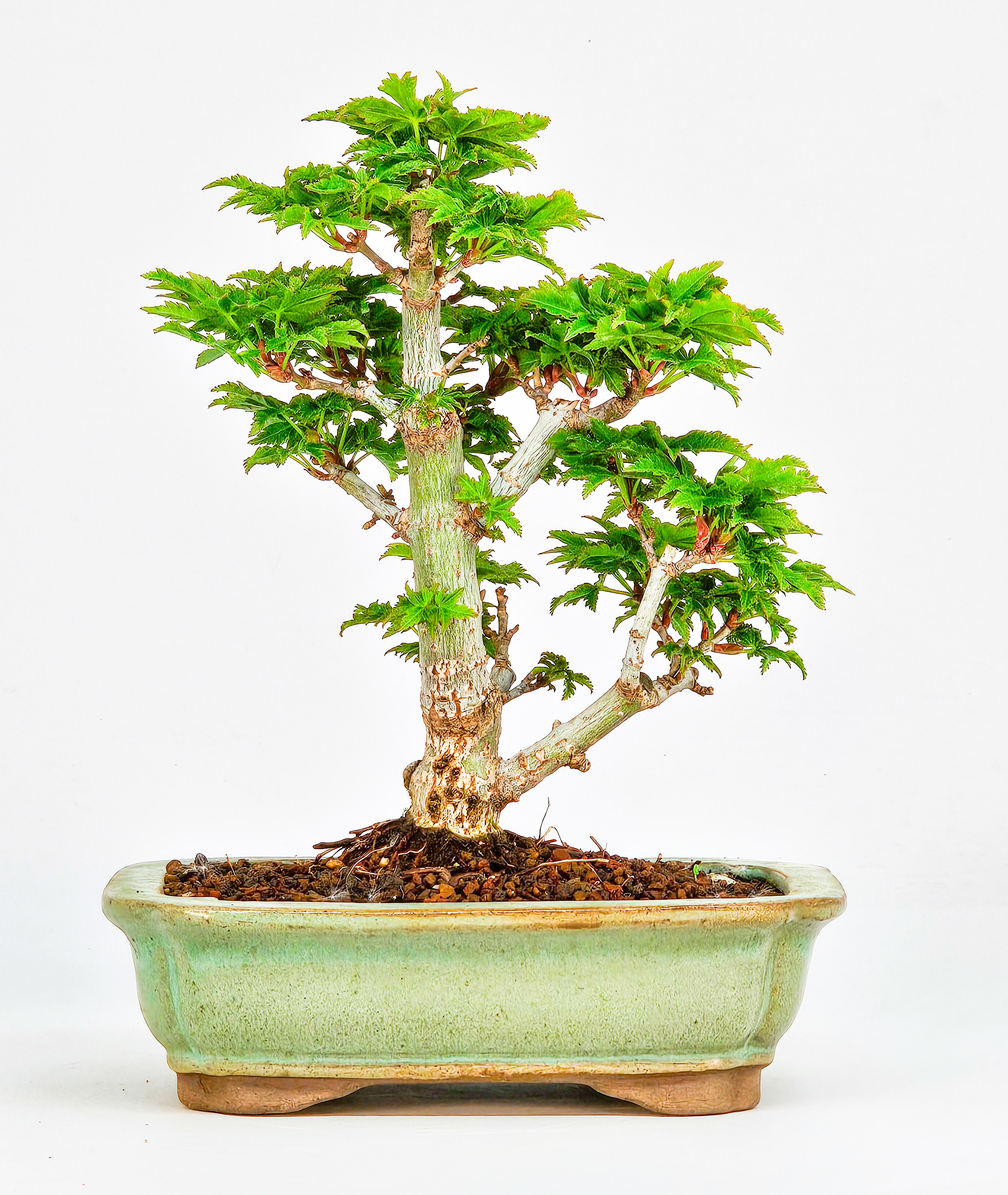 Bonsai Löwenkopfahorn- Acer palmatum Shishigashira Shohin 14cm 