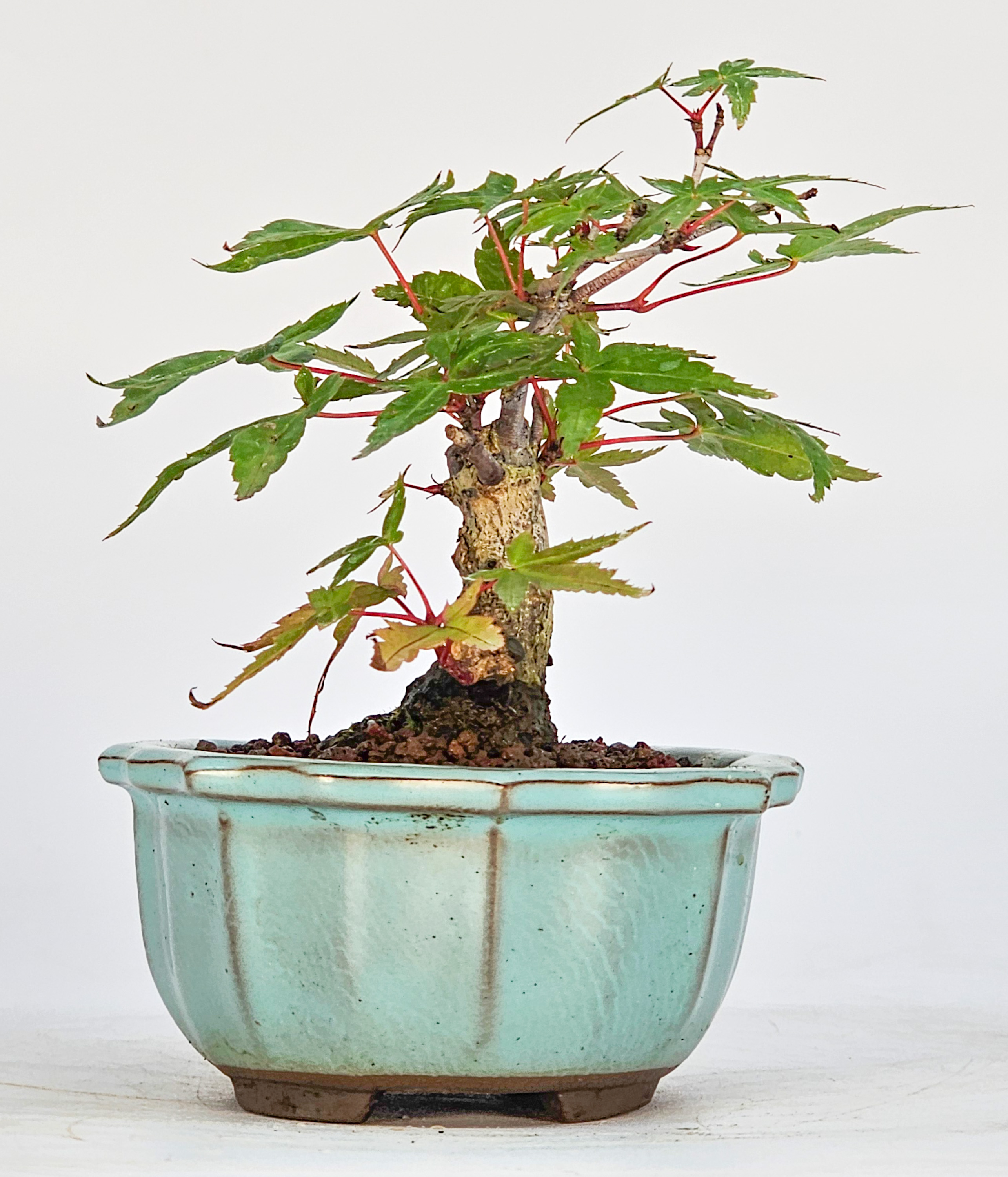 Bonsai Fächerahorn - Acer palmatum deshojo Mame 8cm