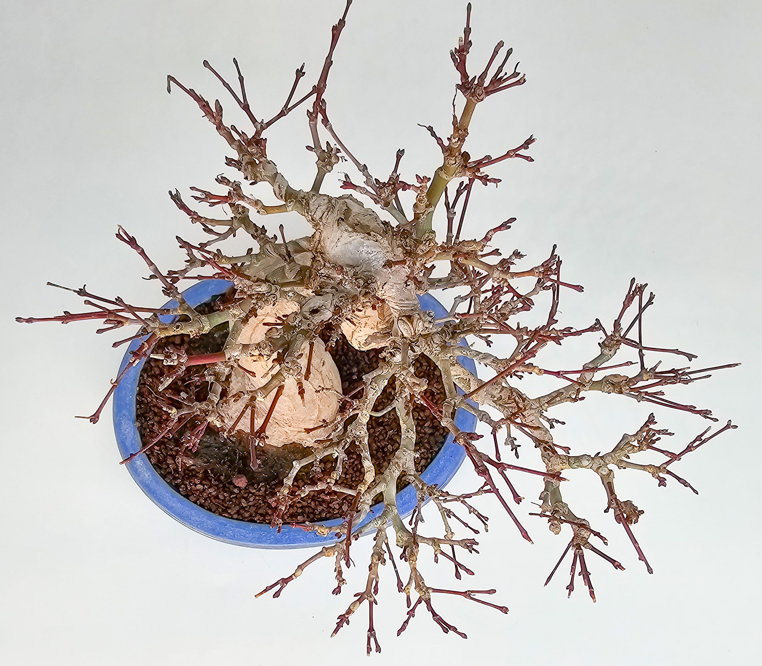 Bonsai Premium Fächerahorn - Acer palmatum Orihime Shohin 20cm
