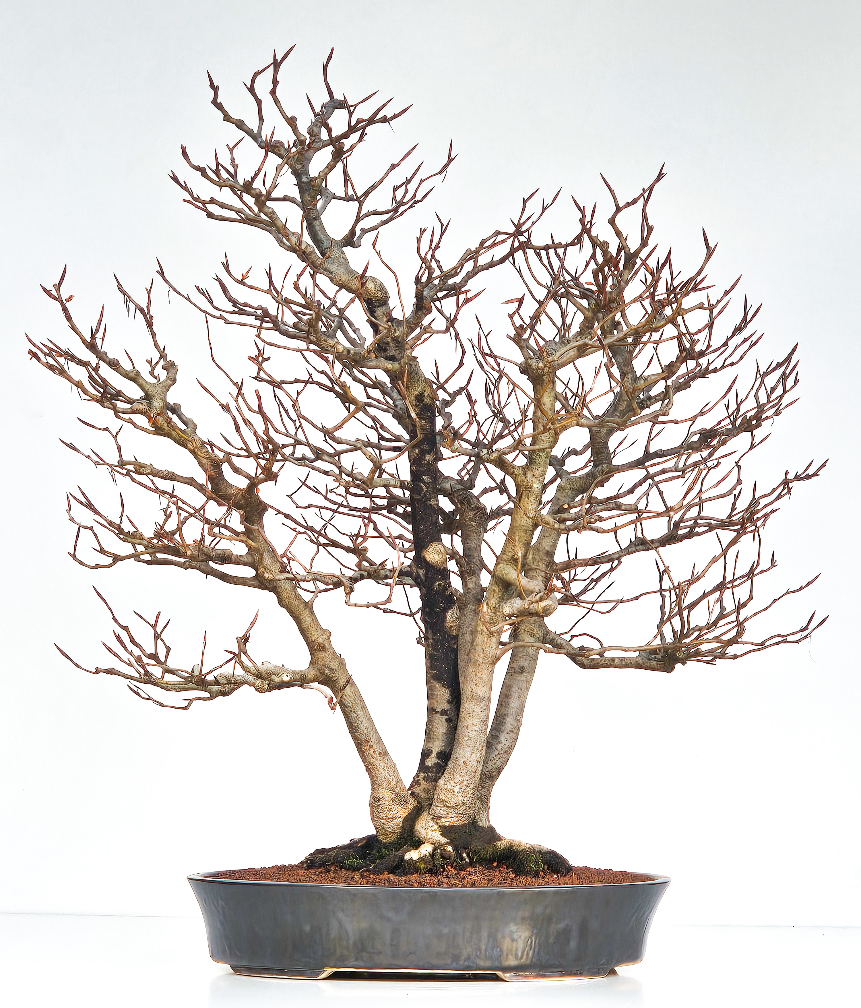 Bonsai Multitrunk Rotbuche - Fagus sylvatica 66cm 