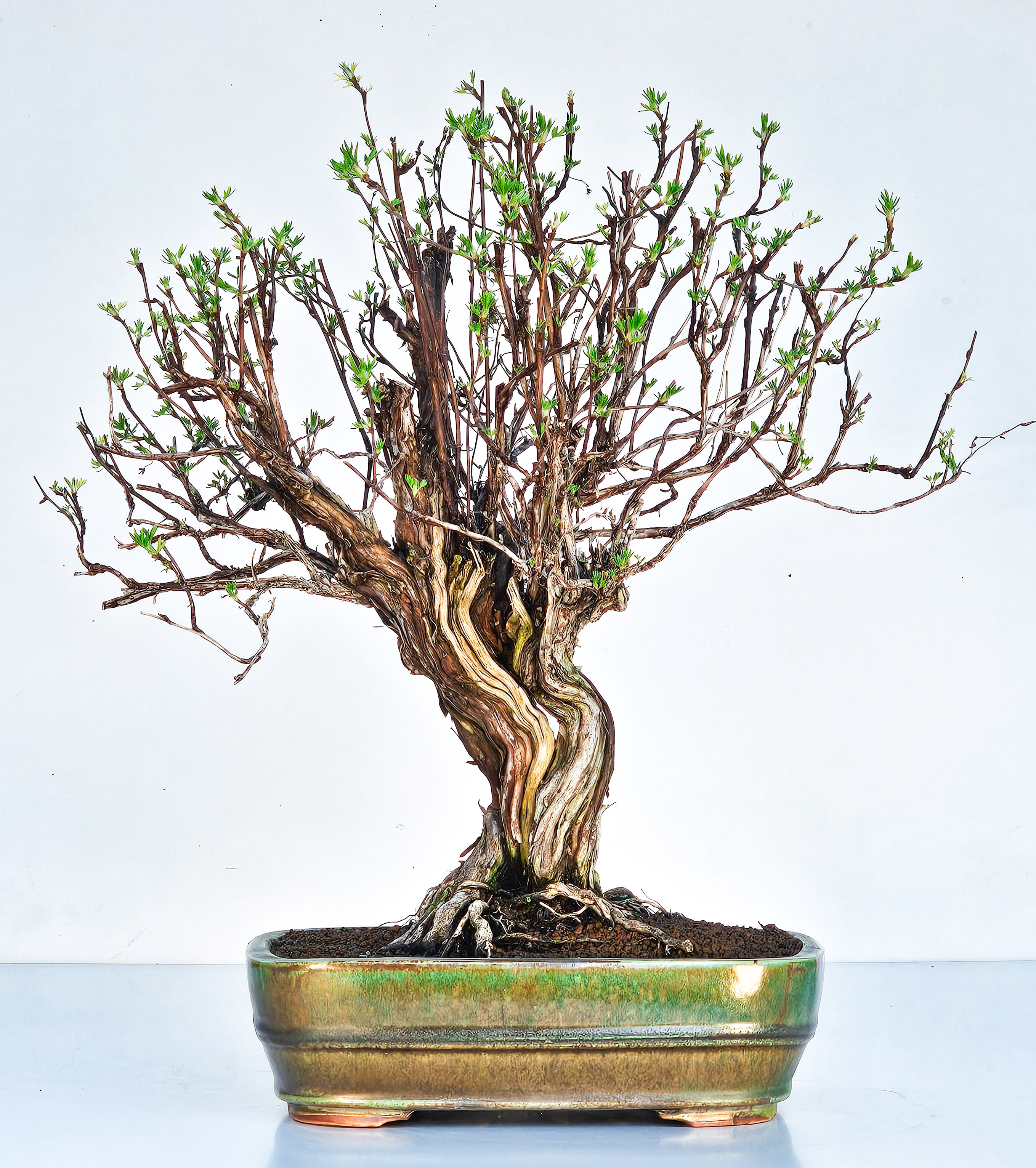 Bonsai Potentilla fruticosa - Fingerstrauch 38cm