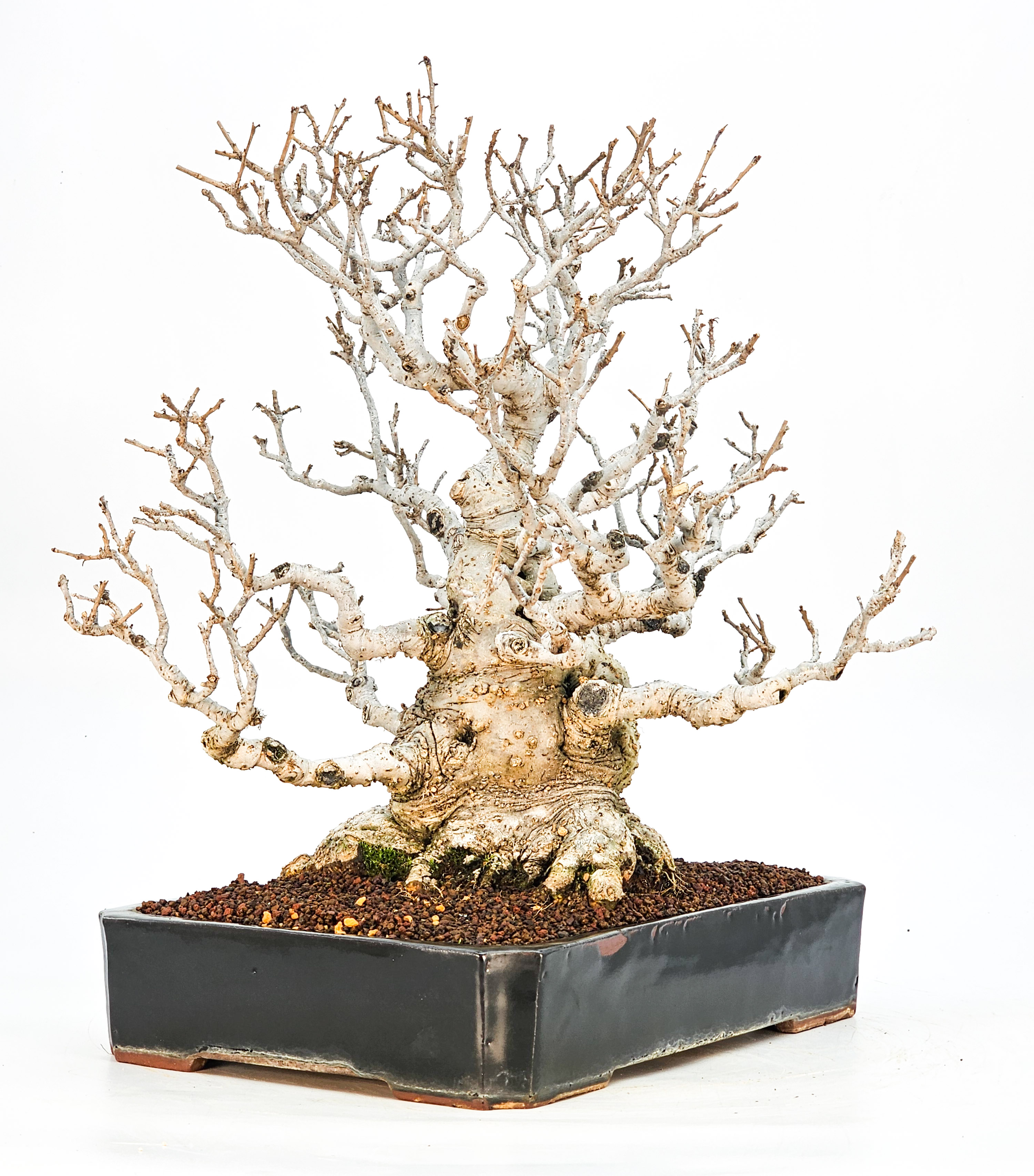 Bonsai Jap. Winterbeere - Ilex serrata 36cm Bonsai Jap. Winterbeere - Ilex serrata 36cm
