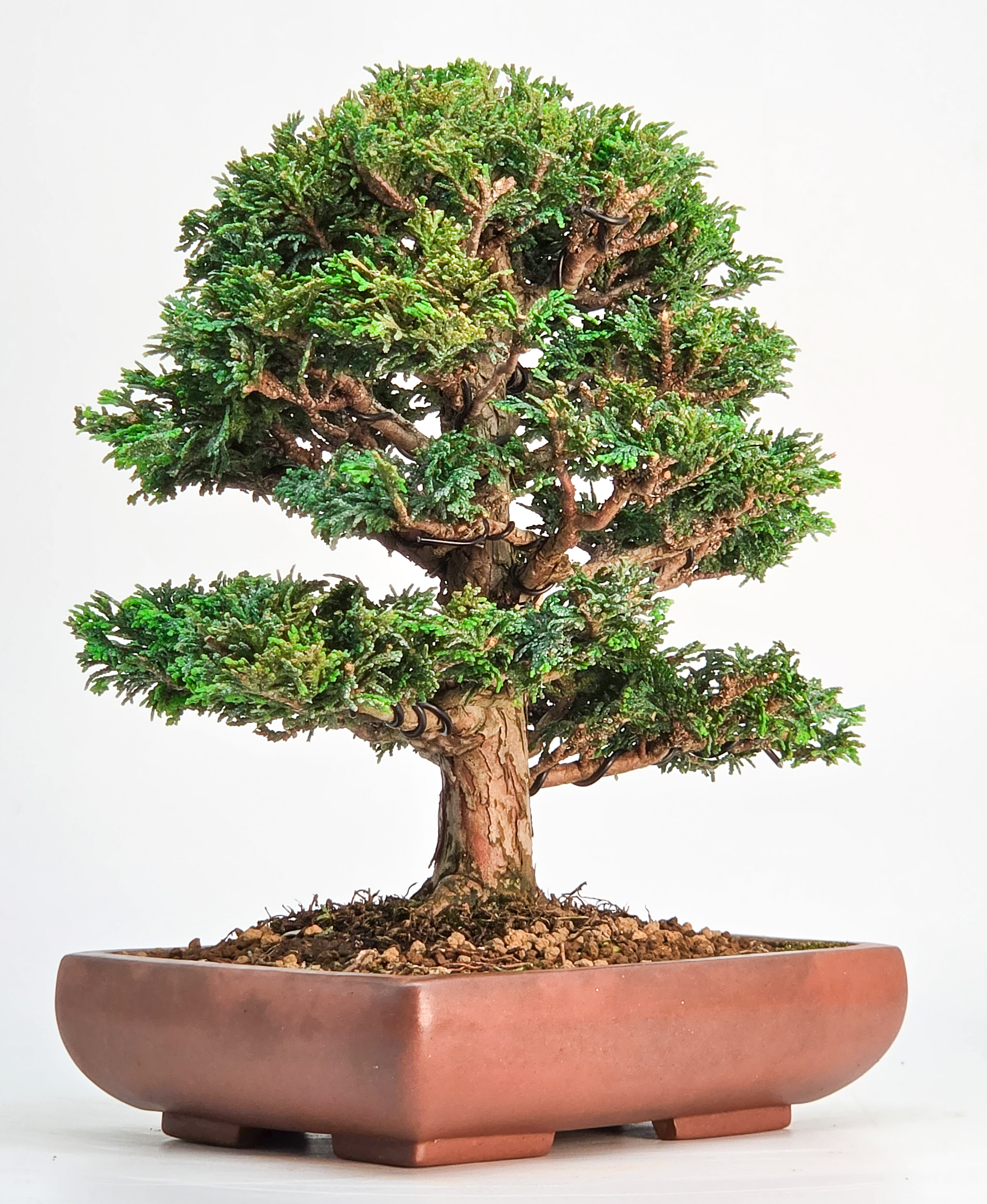 Bonsai Muschelzypresse - Chamaecyparis obtusa 22cm