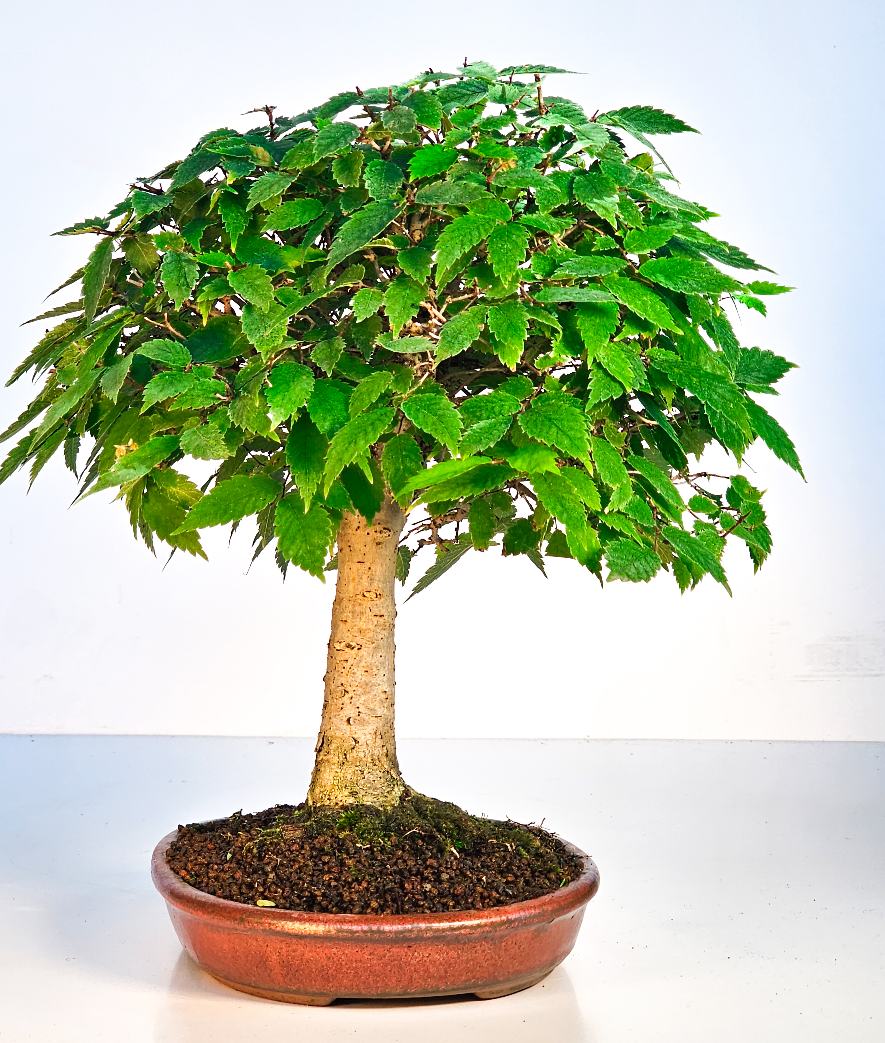 Bonsai Zelkova serrata 26cm - Video! Bonsai Zelkova serrata 26cm - Video!