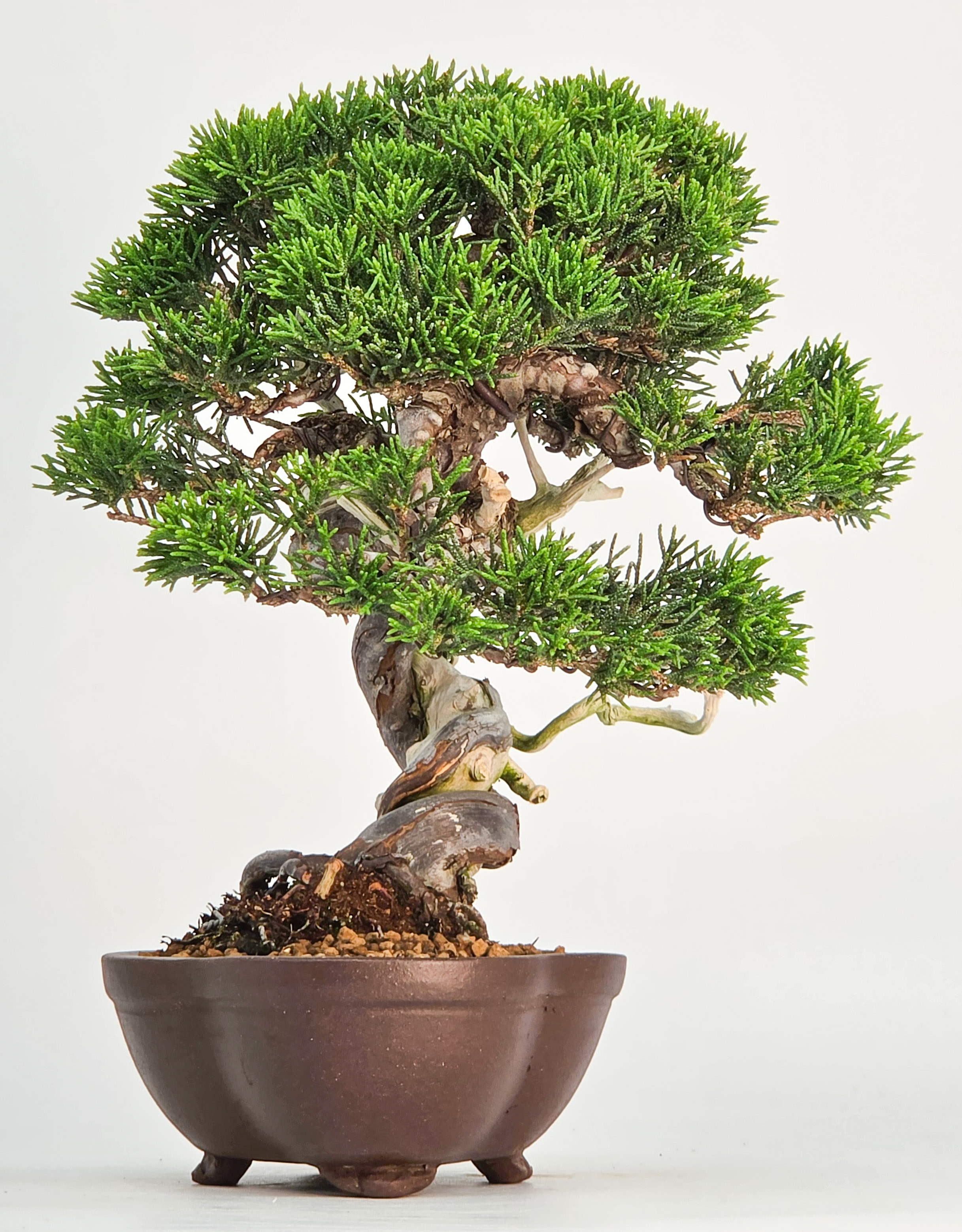 Bonsai Wacholder - Juniperus chinensis Shohin 21cm