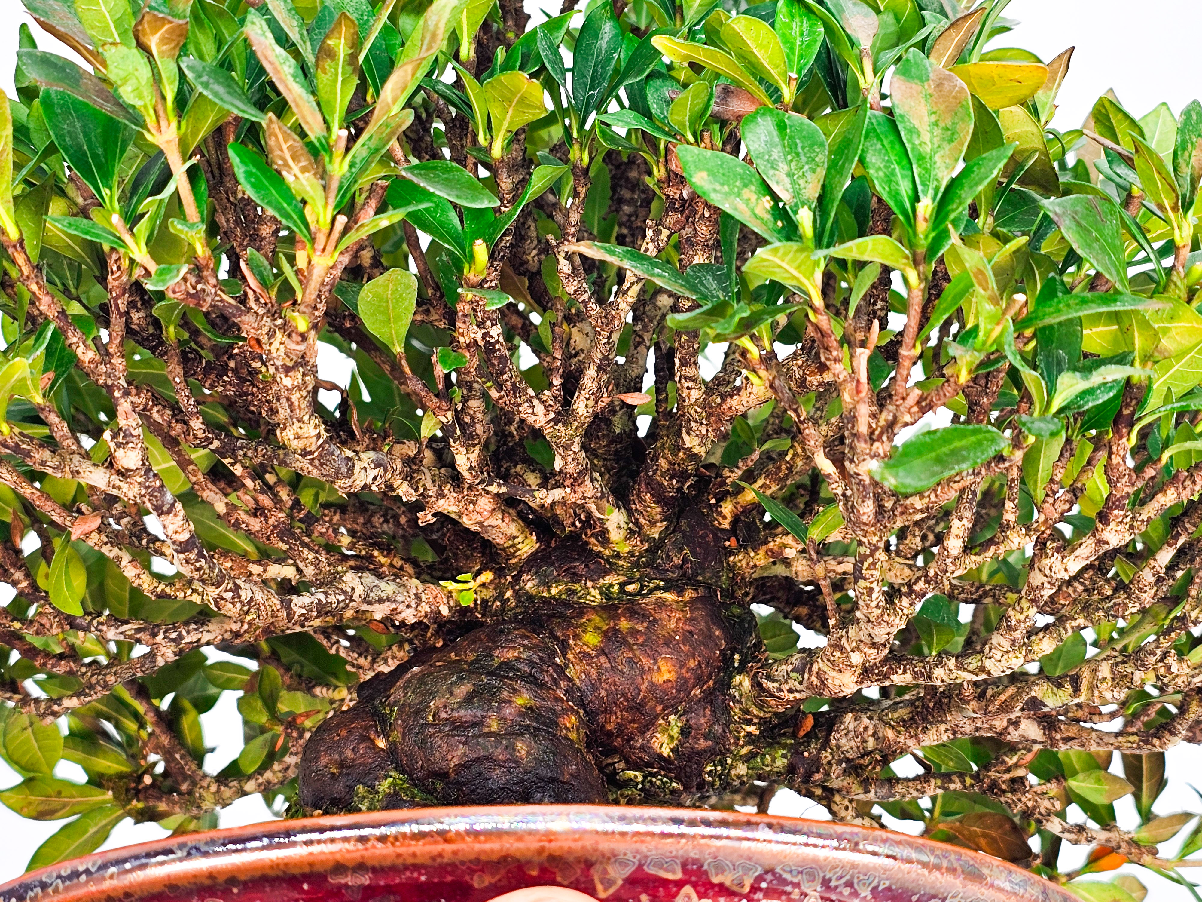 Bonsai Gardenia jasminoides Shohin 20cm Video!!
