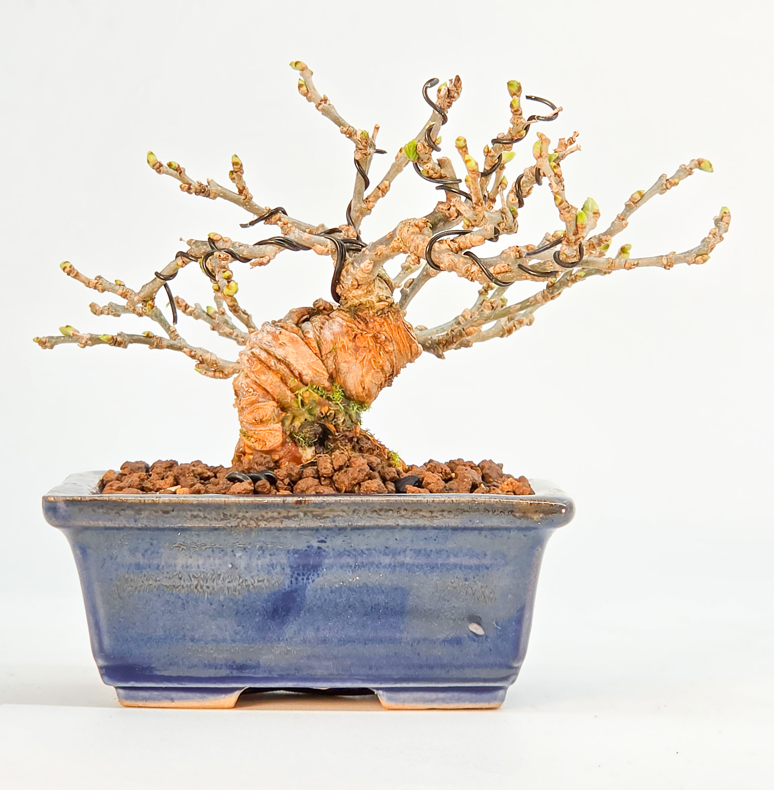 Bonsai Maulbeerbaum - Morus 6cm