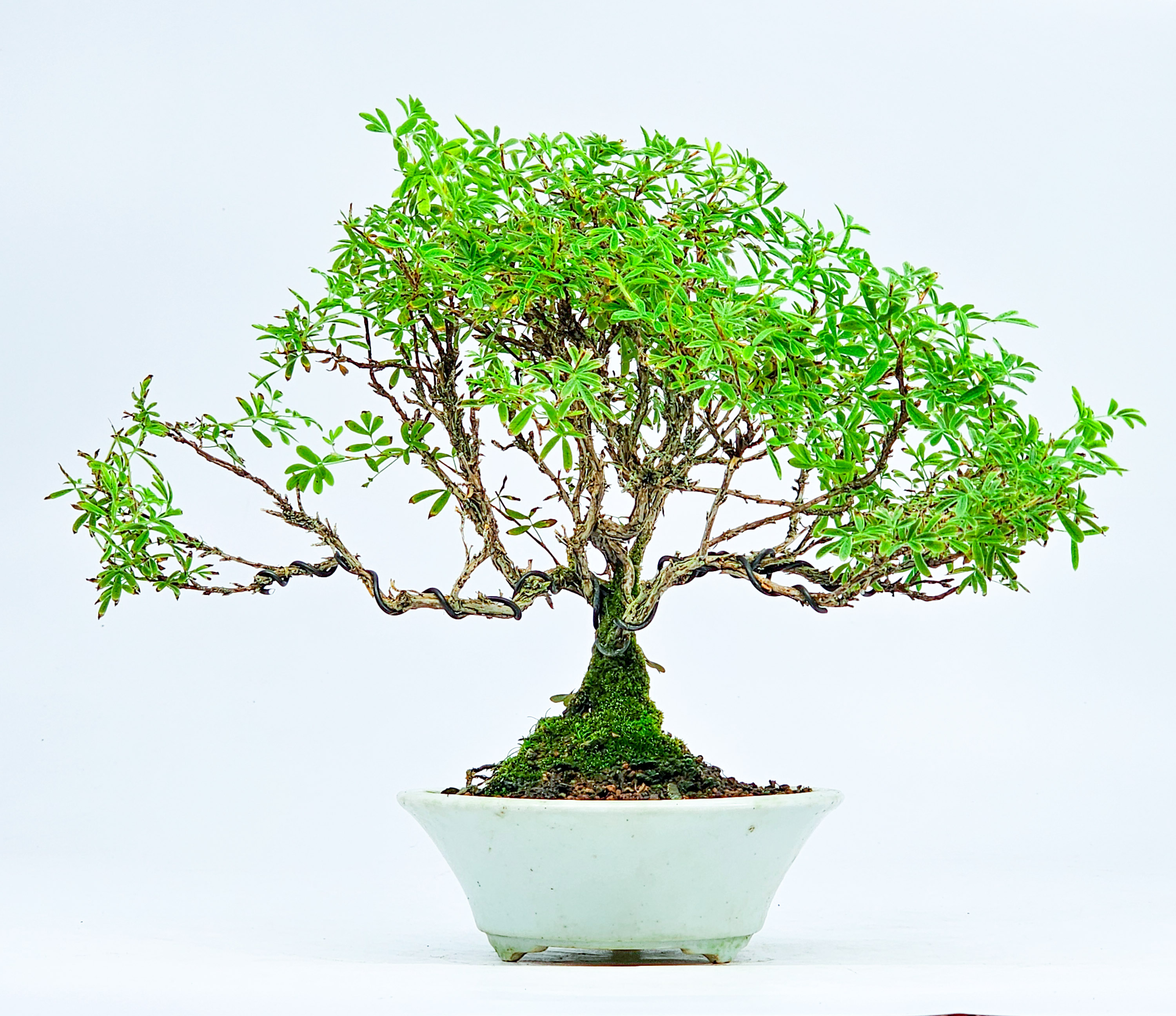 Bonsai Potentilla fruticosa - Fingerstrauch Shohin 19cm   