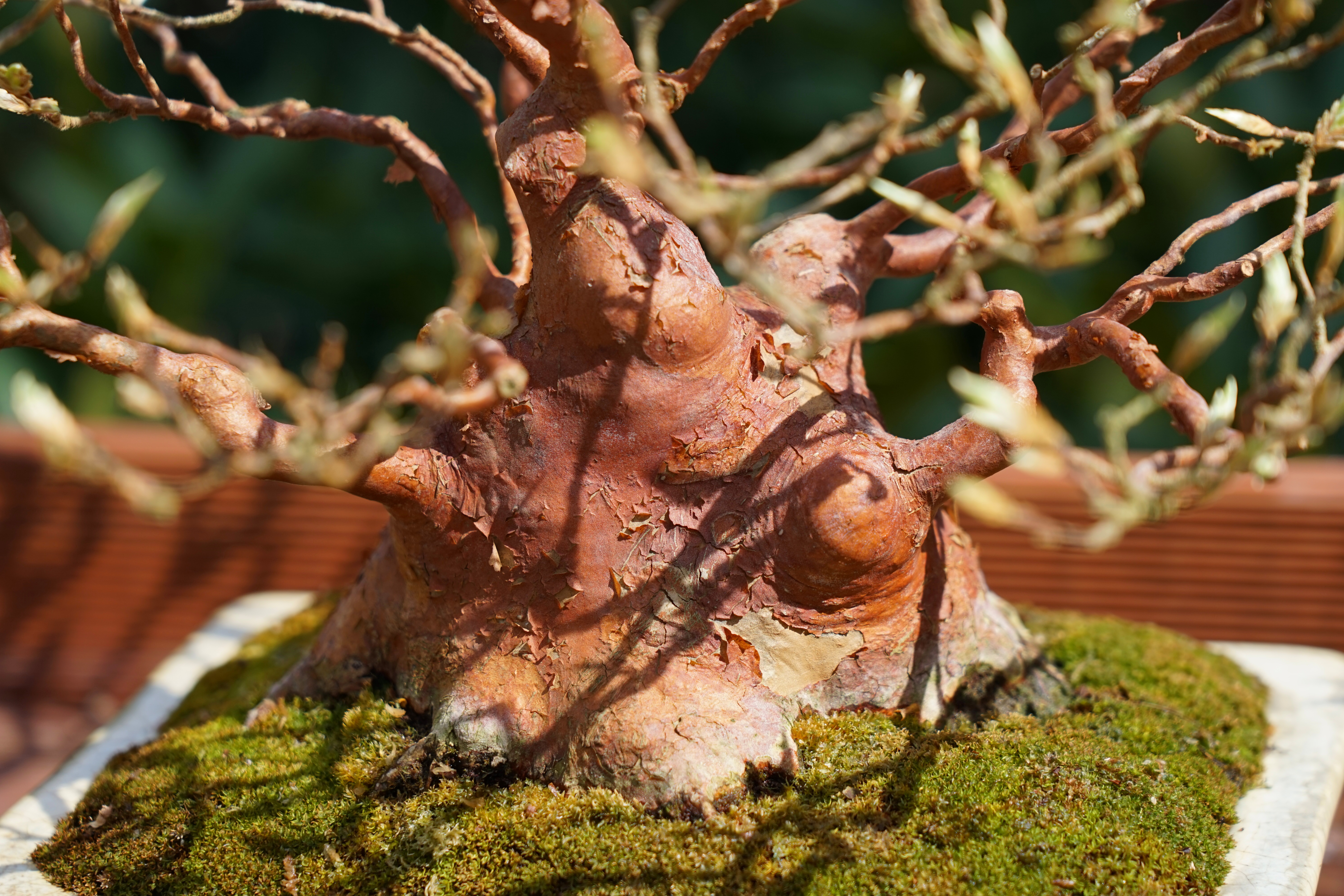 Bonsai Scheinkamelie - Stewartie 24cm