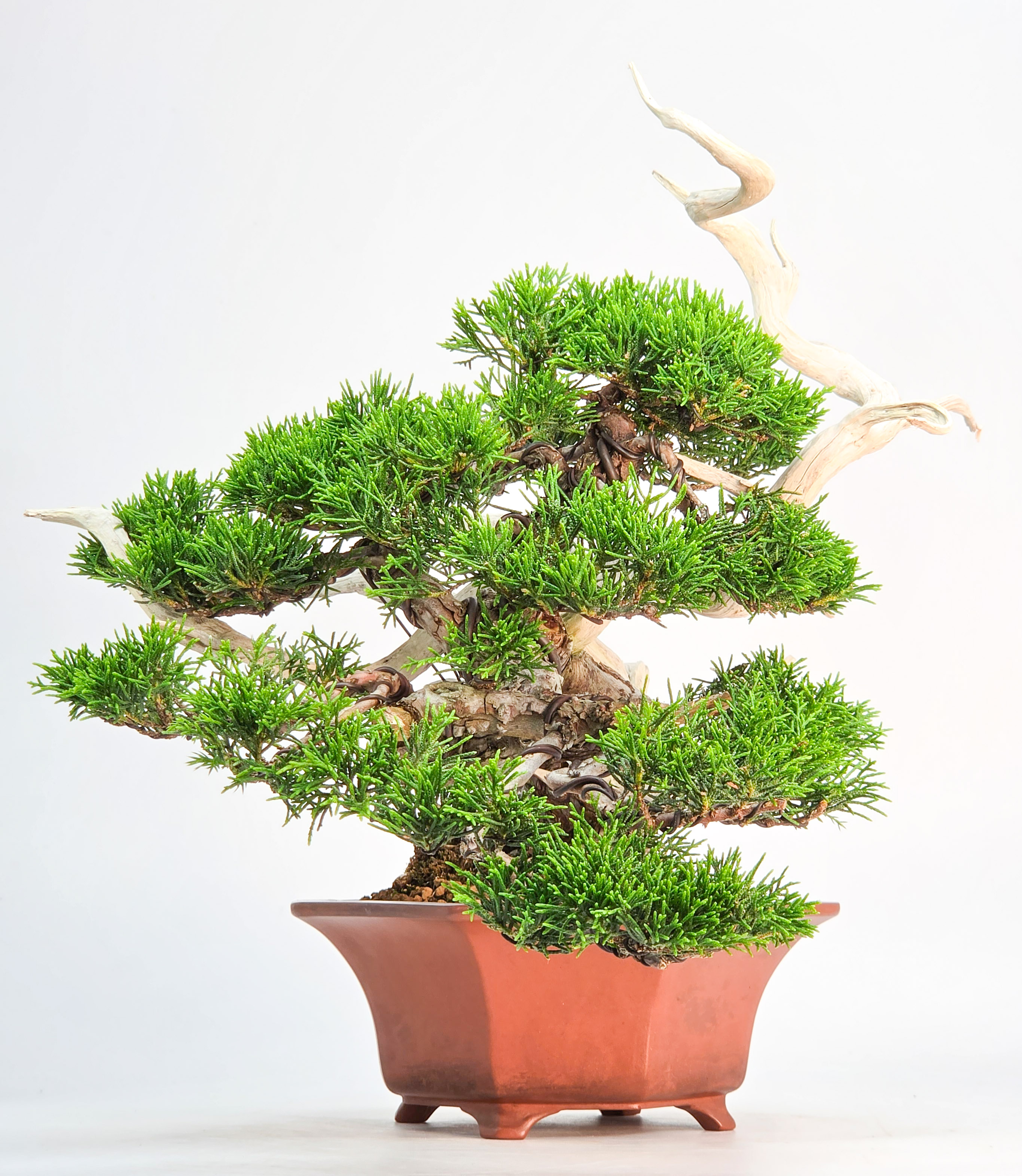 Bonsai Premium Wacholder - Juniperus chinensis Shohin 21cm
