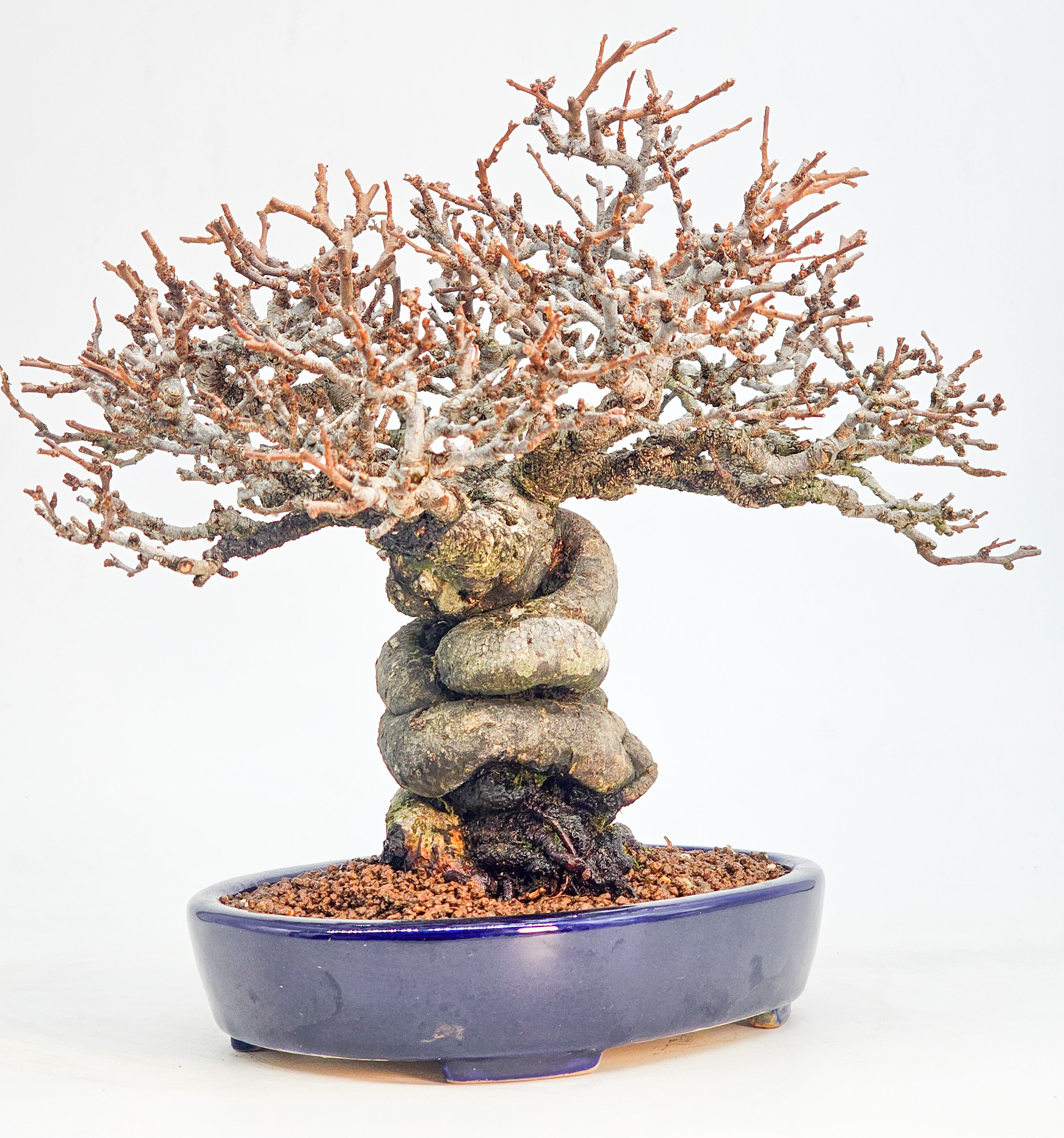 Bonsai Premium Zierquitte - Chaenomeles japonica Shohin 21cm 